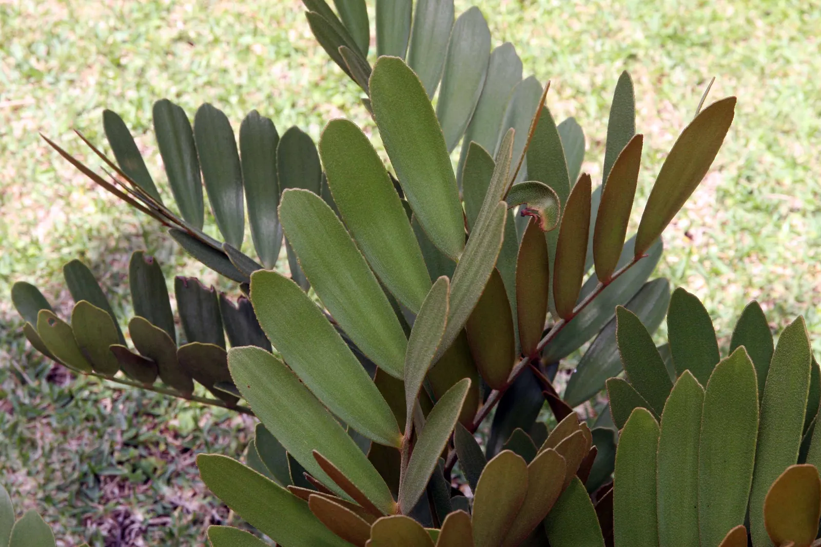 Cardboard Palm (Zamia Furfuracea) — evergreen cycad notable for its leathery; its resilience and moderate size, image 80