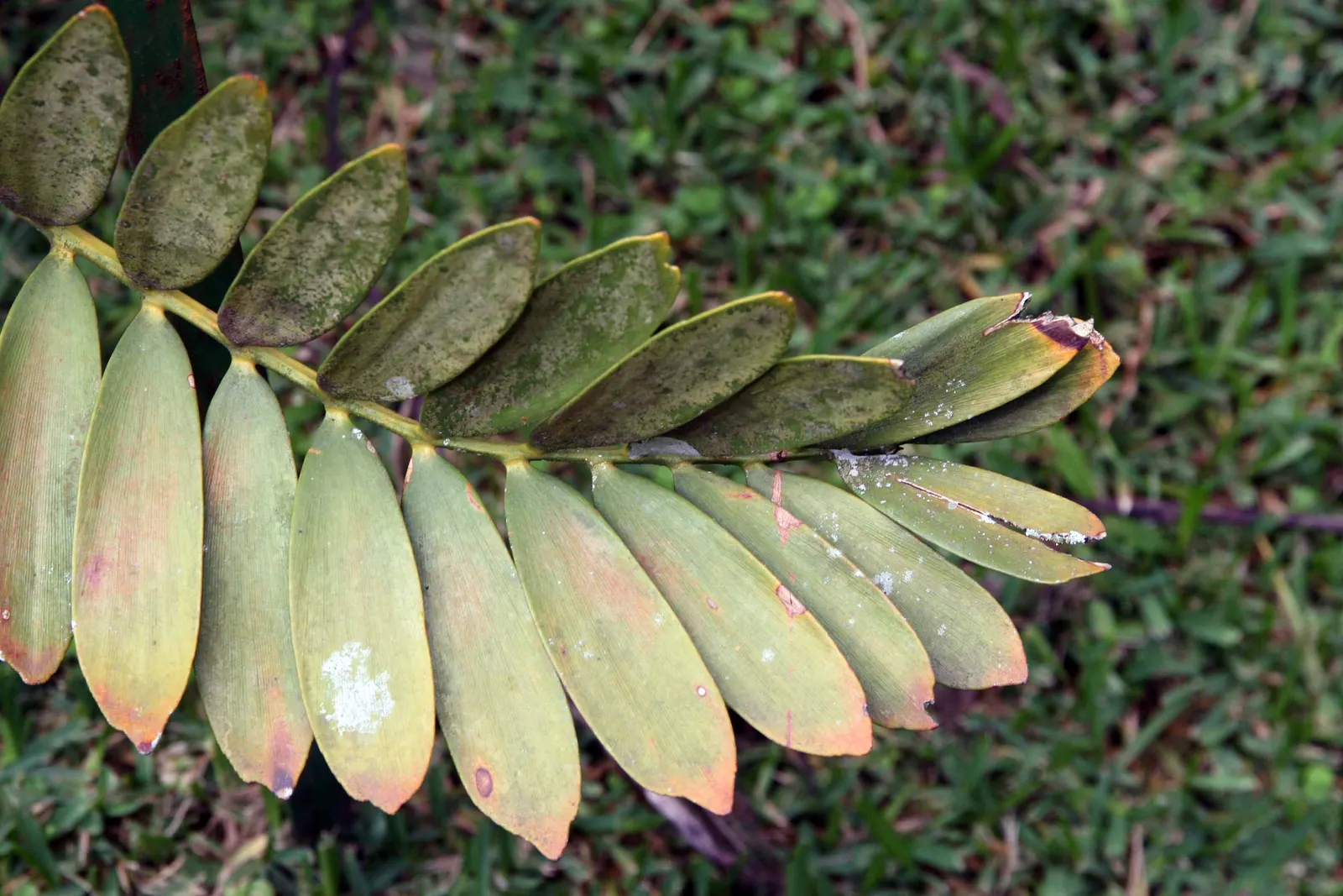 Cardboard Palm (Zamia Furfuracea) — the colors of the foliage tend to be more vibrant when positioned in bright filtered light; evergreen cycad, image 101