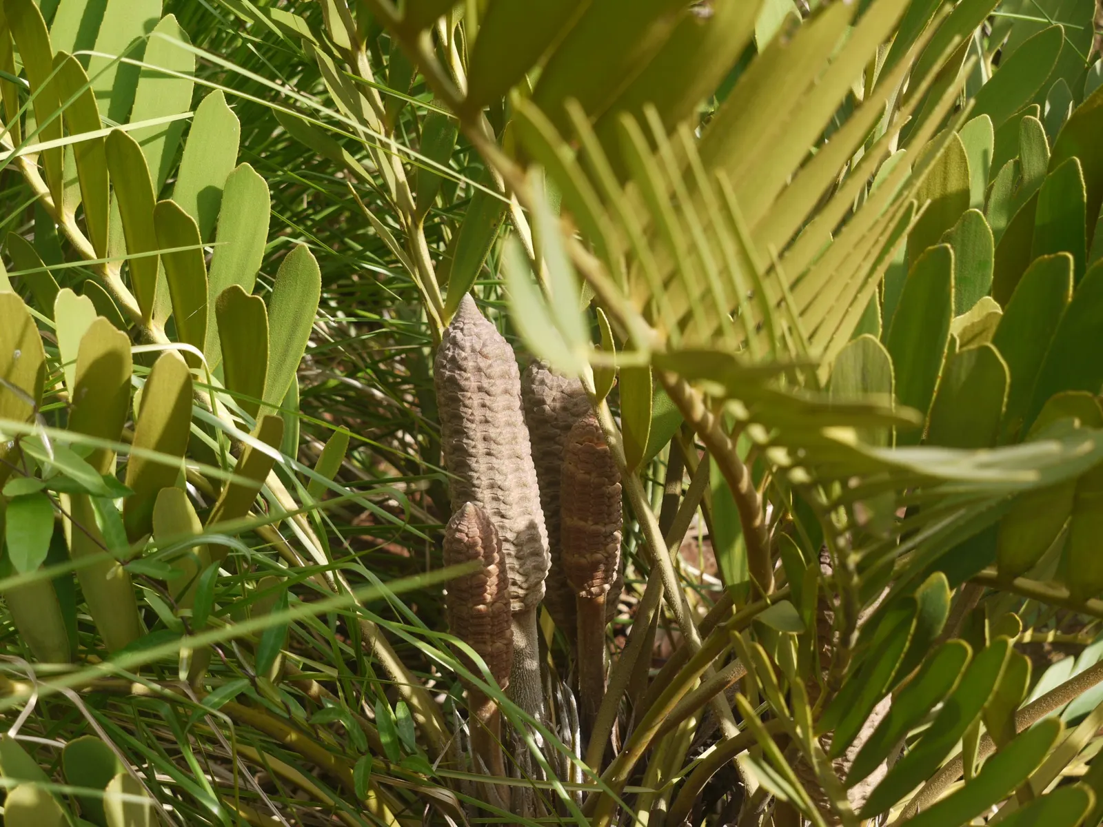 Cardboard Palm (Zamia Furfuracea) — The Cardboard Palm is also relatively low-maintenance