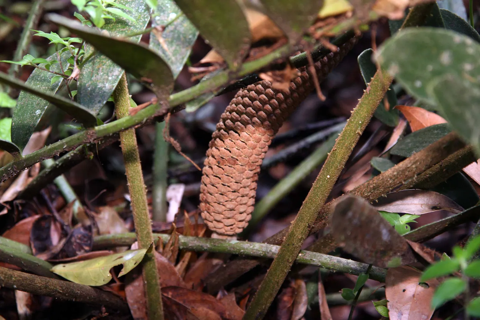 Cardboard Palm (Zamia Furfuracea) — reaching heights of 3 to 4 feet with an equal spread; olive-green foliage that radiates from a central trunk, image 90