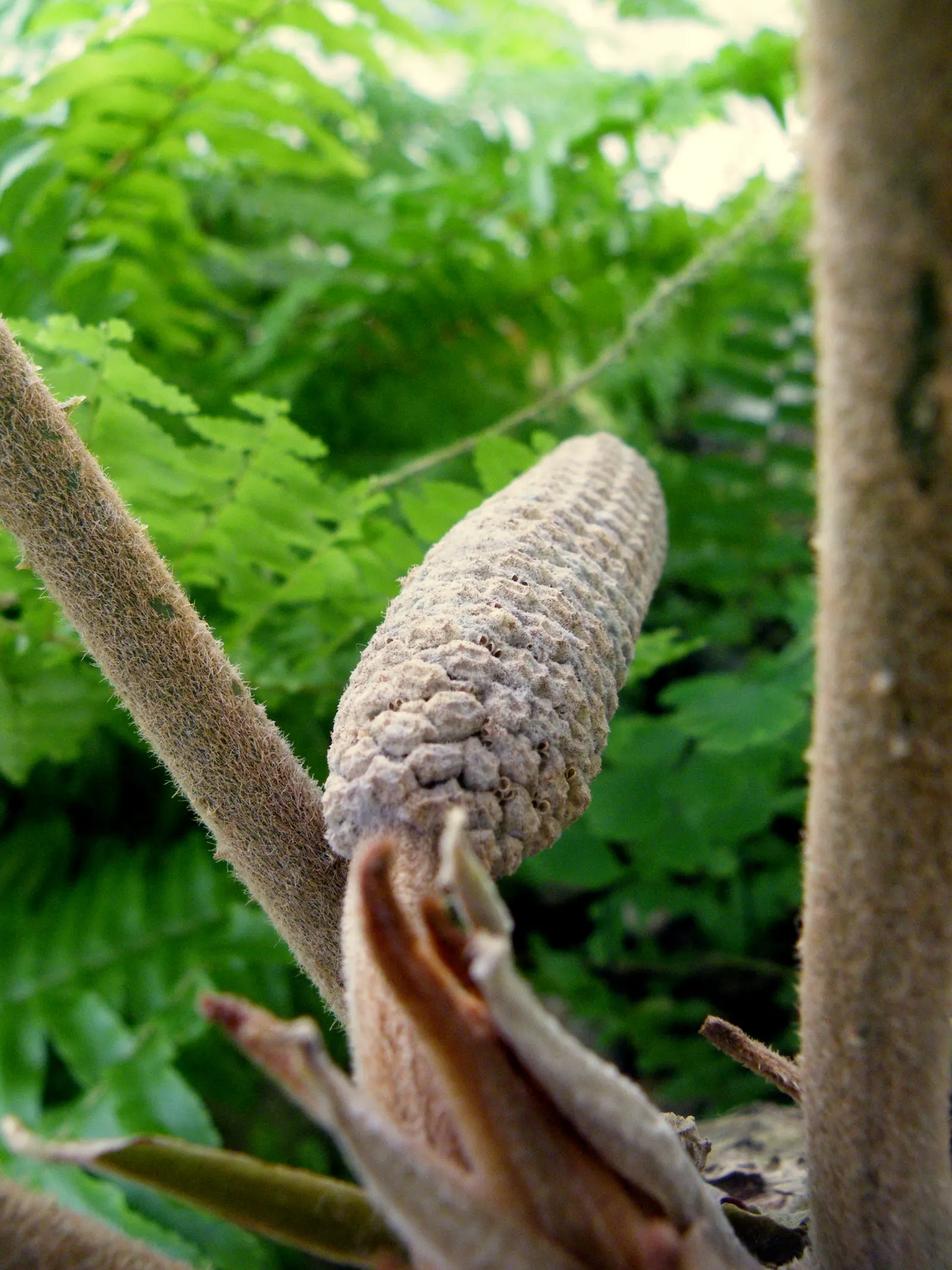 Cardboard Palm (Zamia Furfuracea) — thickened stem that may grow up to 8 inches in diameter