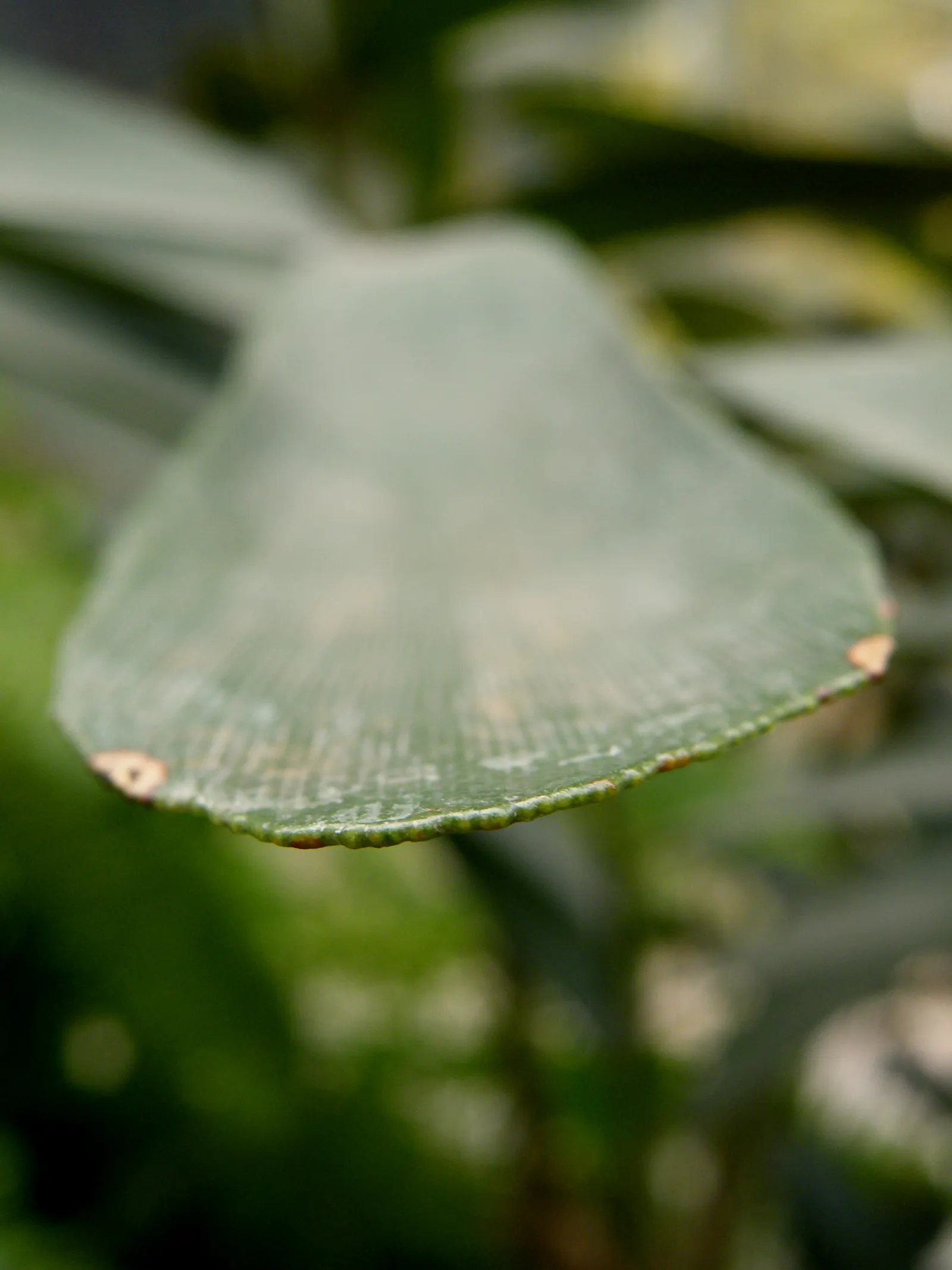 Cardboard Palm (Zamia Furfuracea) — it is important to note that all parts of the Zamia furfuracea are toxic if ingested; palm for full or half, image 97
