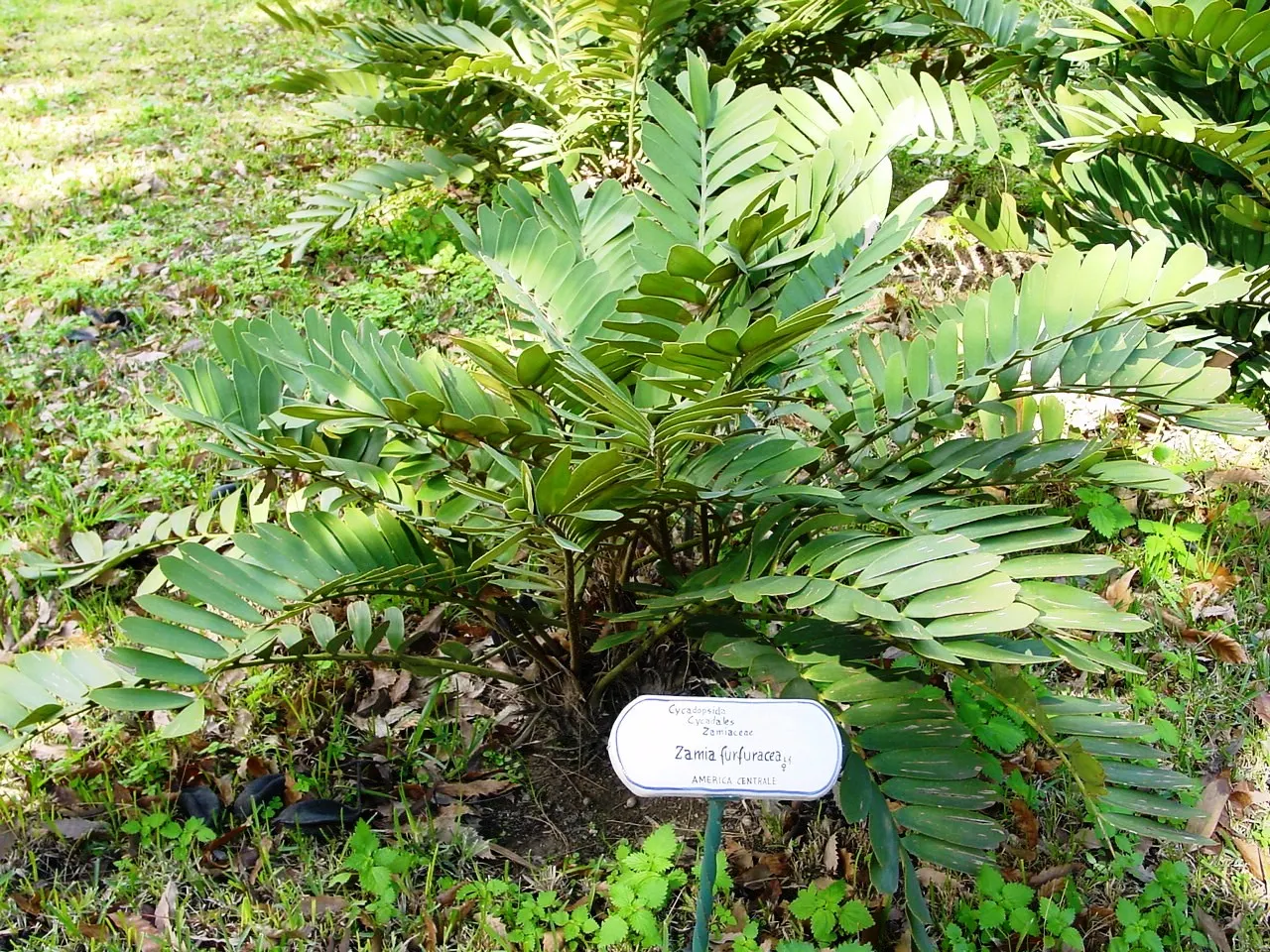 Cardboard Palm (Zamia Furfuracea) — Caution should be exercised; radiating from the center