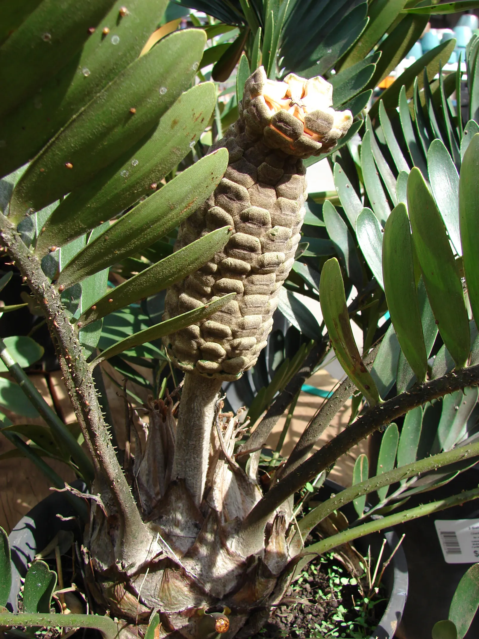 Cardboard Palm (Zamia Furfuracea) — reaching heights of 3 to 4 feet with an equal spread