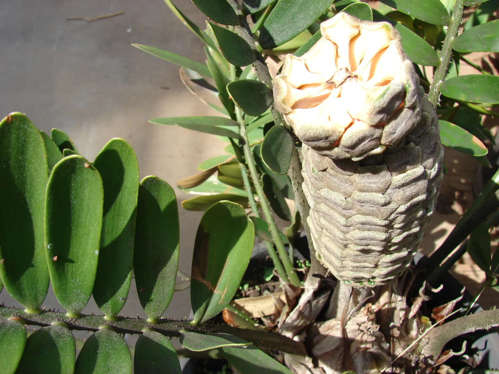 Cardboard Palm (Zamia Furfuracea) — This low-maintenance plant adds a prehistoric touch with minimal water needs once established; thickened stem, image 84
