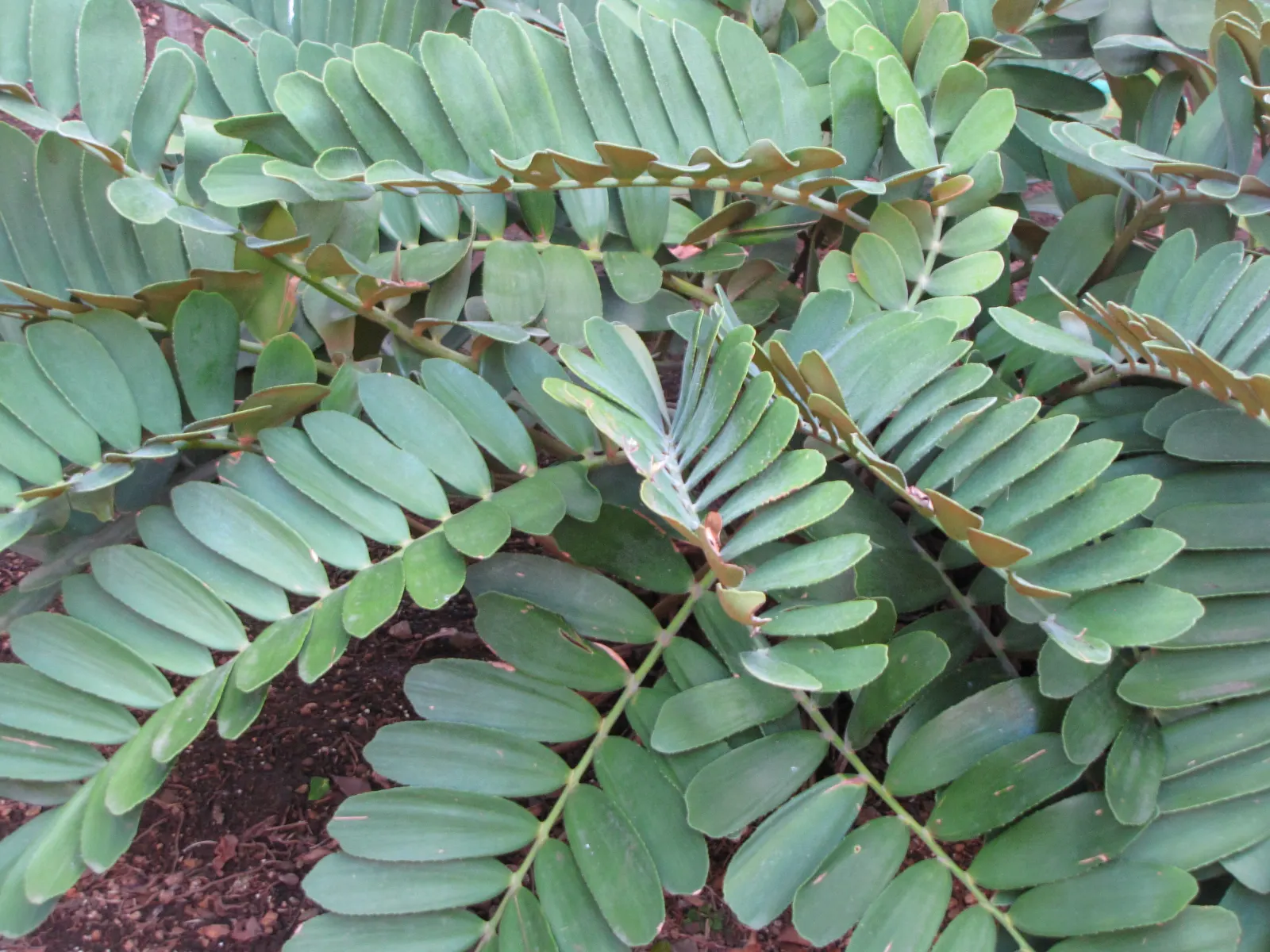 Cardboard Palm (Zamia Furfuracea) — Caution should be exercised; radiating from the center, image 99