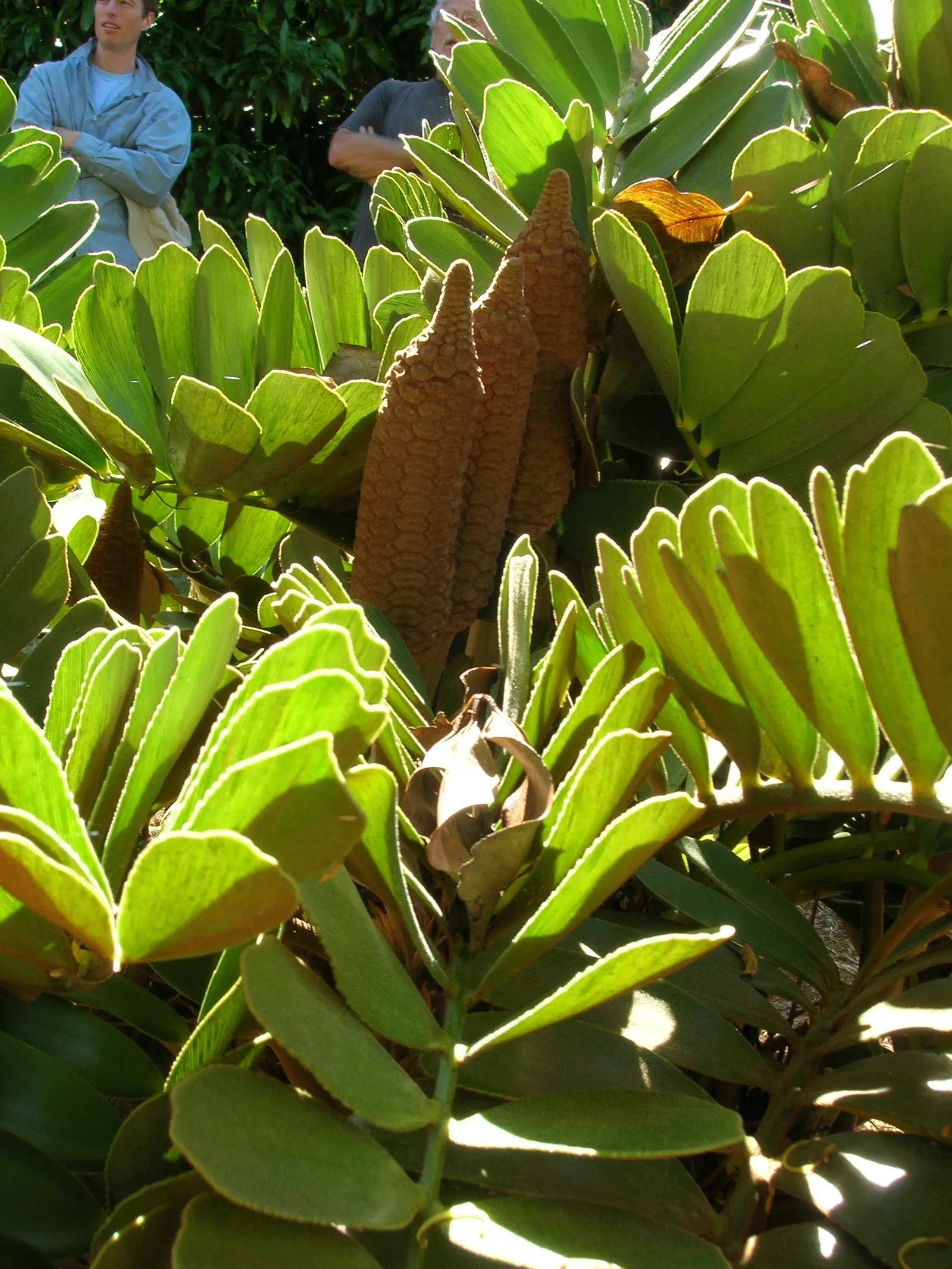 Cardboard Palm (Zamia Furfuracea) — presenting a lush rosette appearance