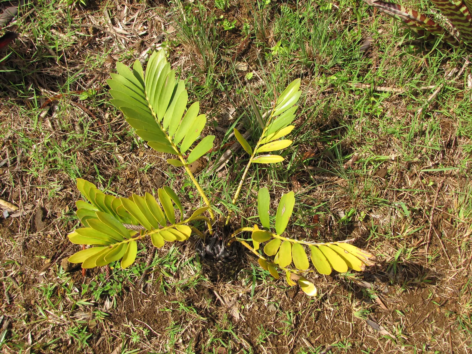 Cardboard Palm (Zamia Furfuracea) — The Cardboard Palm (Zamia furfuracea) is a robust; mature specimens reach up to 3-4 ft in height and width, with leaves