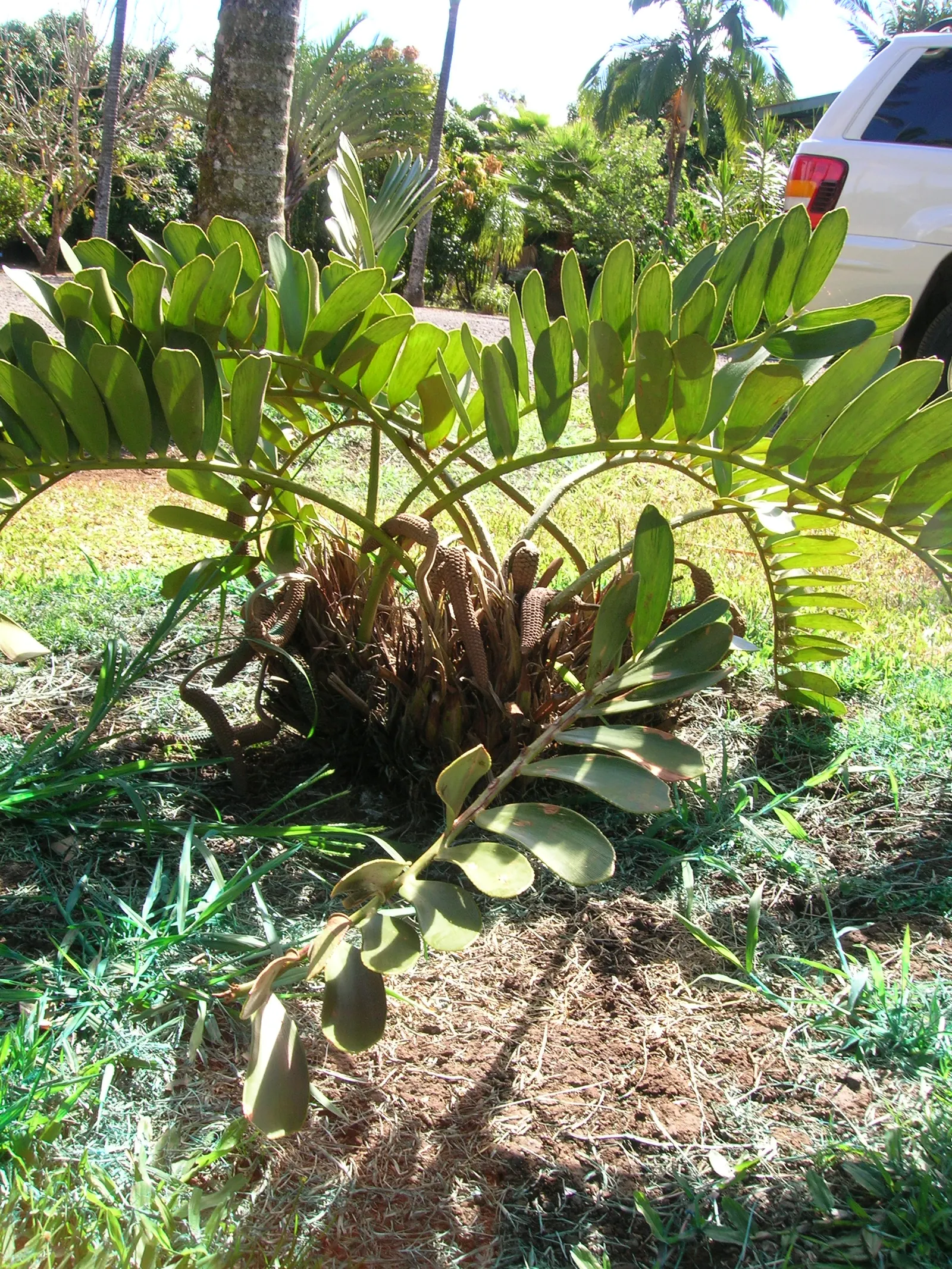 Cardboard Palm (Zamia Furfuracea) — evergreen cycad notable for its leathery; its resilience and moderate size, image 54
