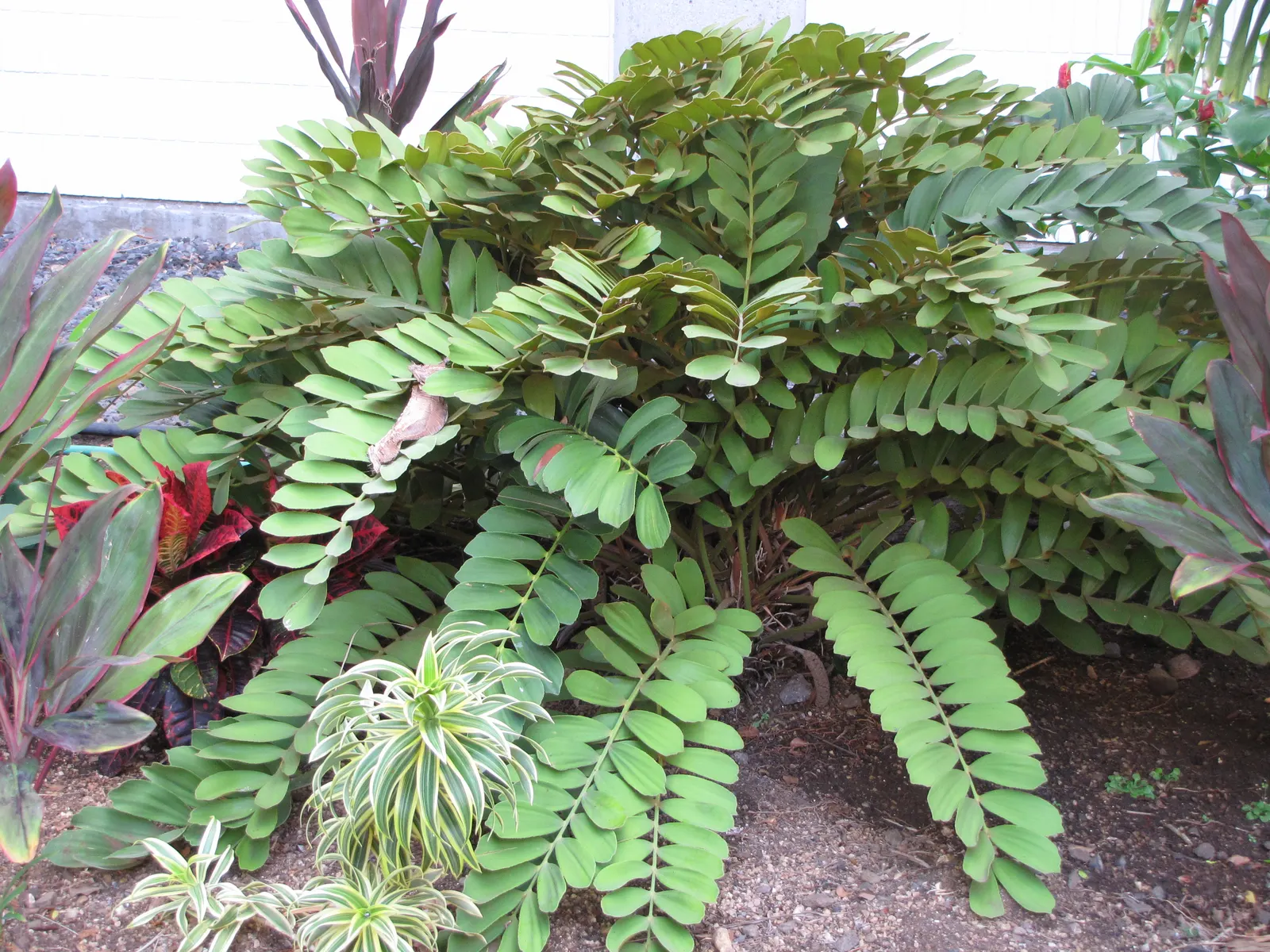 Cardboard Palm (Zamia Furfuracea) — seed-producing plants with a stout and woody trunk; olive-green leaves are pinnate and can span up to 3 feet, image 88