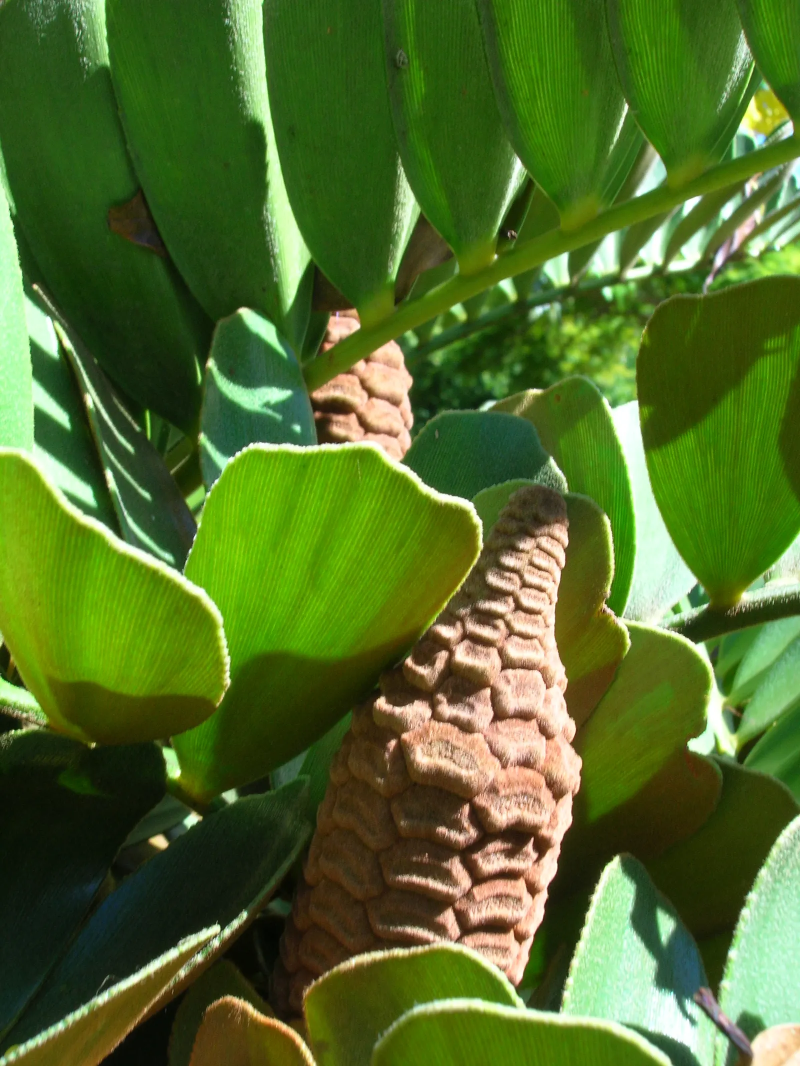 Cardboard Palm (Zamia Furfuracea) — presenting a lush rosette appearance; ideal for USDA zones 9-11, it thrives in well-drained soil and partial, image 94