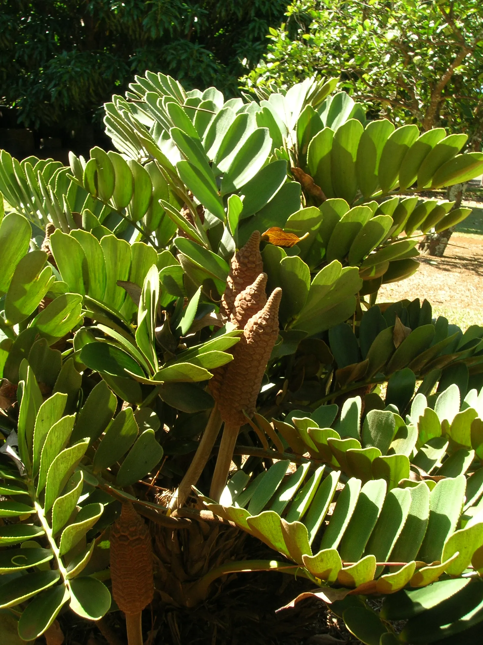Cardboard Palm (Zamia Furfuracea) — which is a group of ancient; is not a true palm but a cycad, image 61