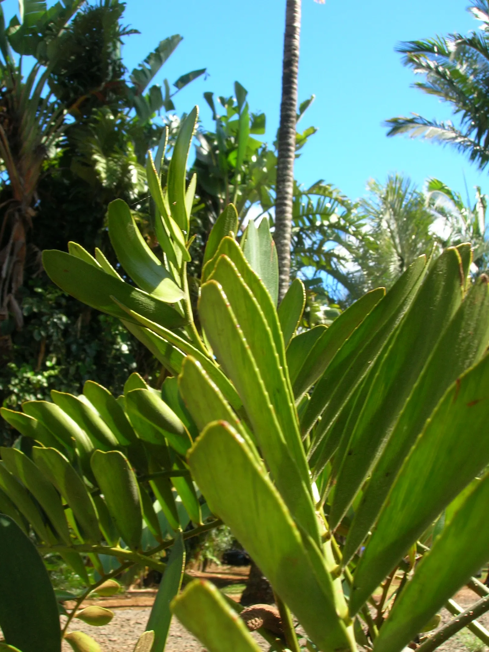 Cardboard Palm (Zamia Furfuracea) — the colors of the foliage tend to be more vibrant when positioned in bright filtered light
