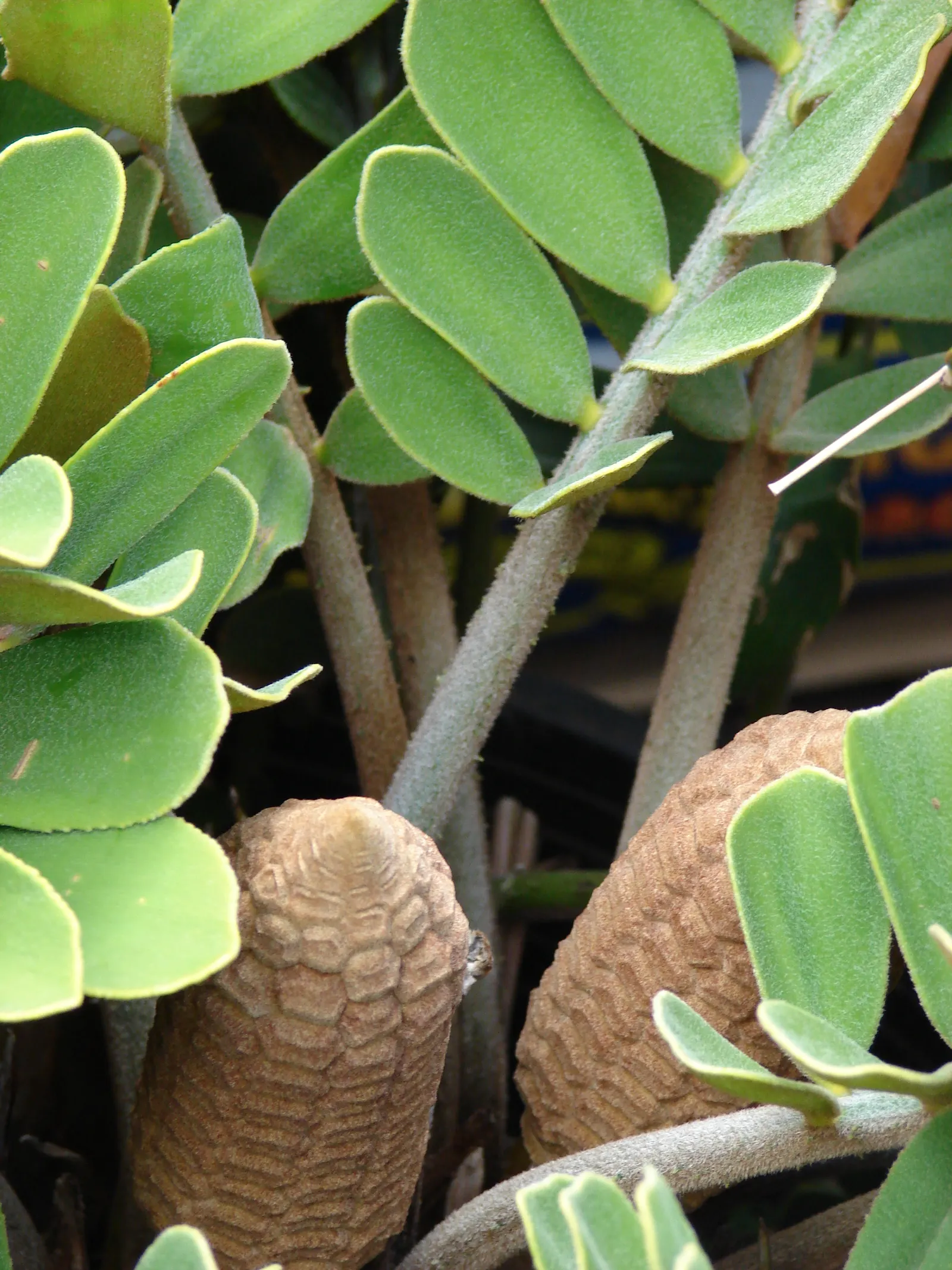 Cardboard Palm (Zamia Furfuracea) — The Cardboard Palm is also relatively low-maintenance; which is a group of ancient, image 76