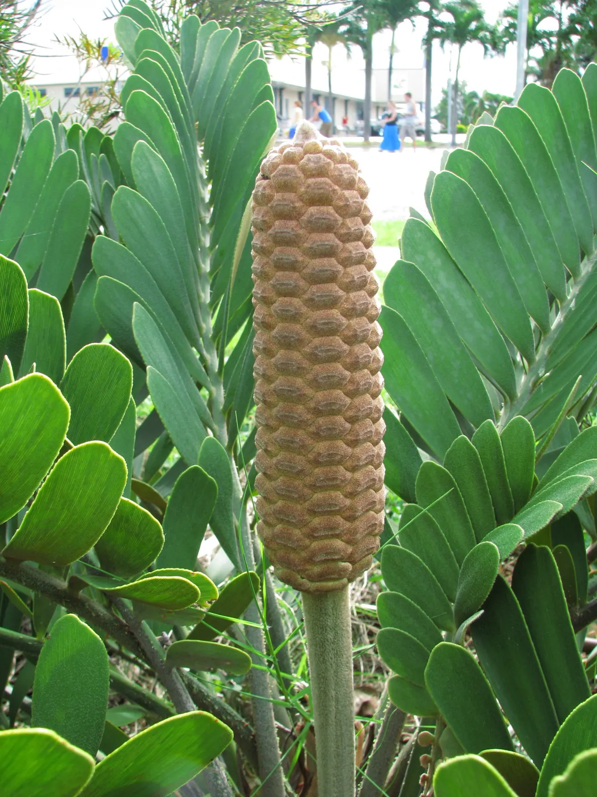 Cardboard Palm (Zamia Furfuracea) — Ideal for USDA zones 9-11, it thrives in well-drained soil and partial shade to full sun; this low-maintenance, image 83