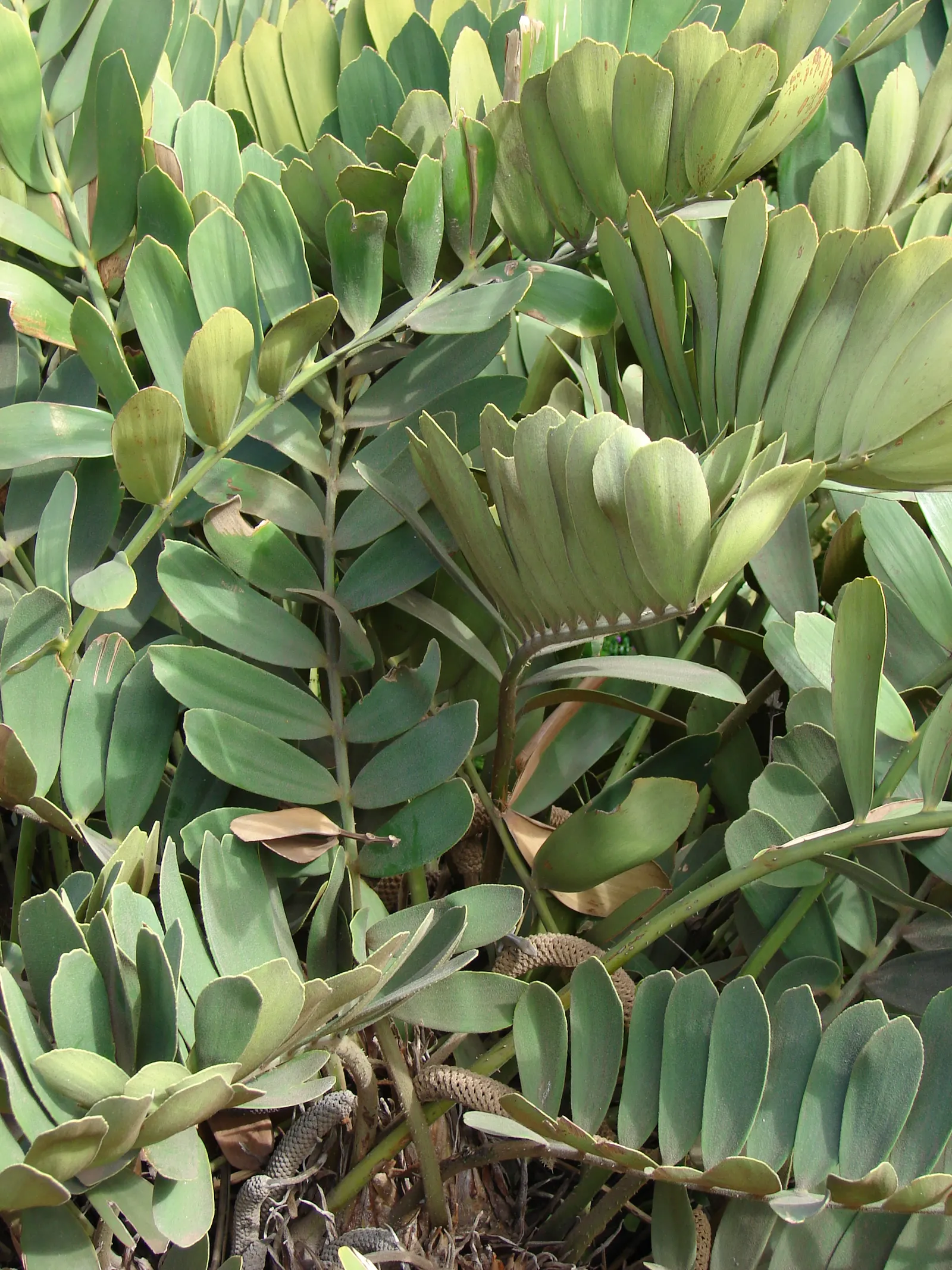 Cardboard Palm (Zamia Furfuracea) — The Cardboard Palm (Zamia furfuracea)
