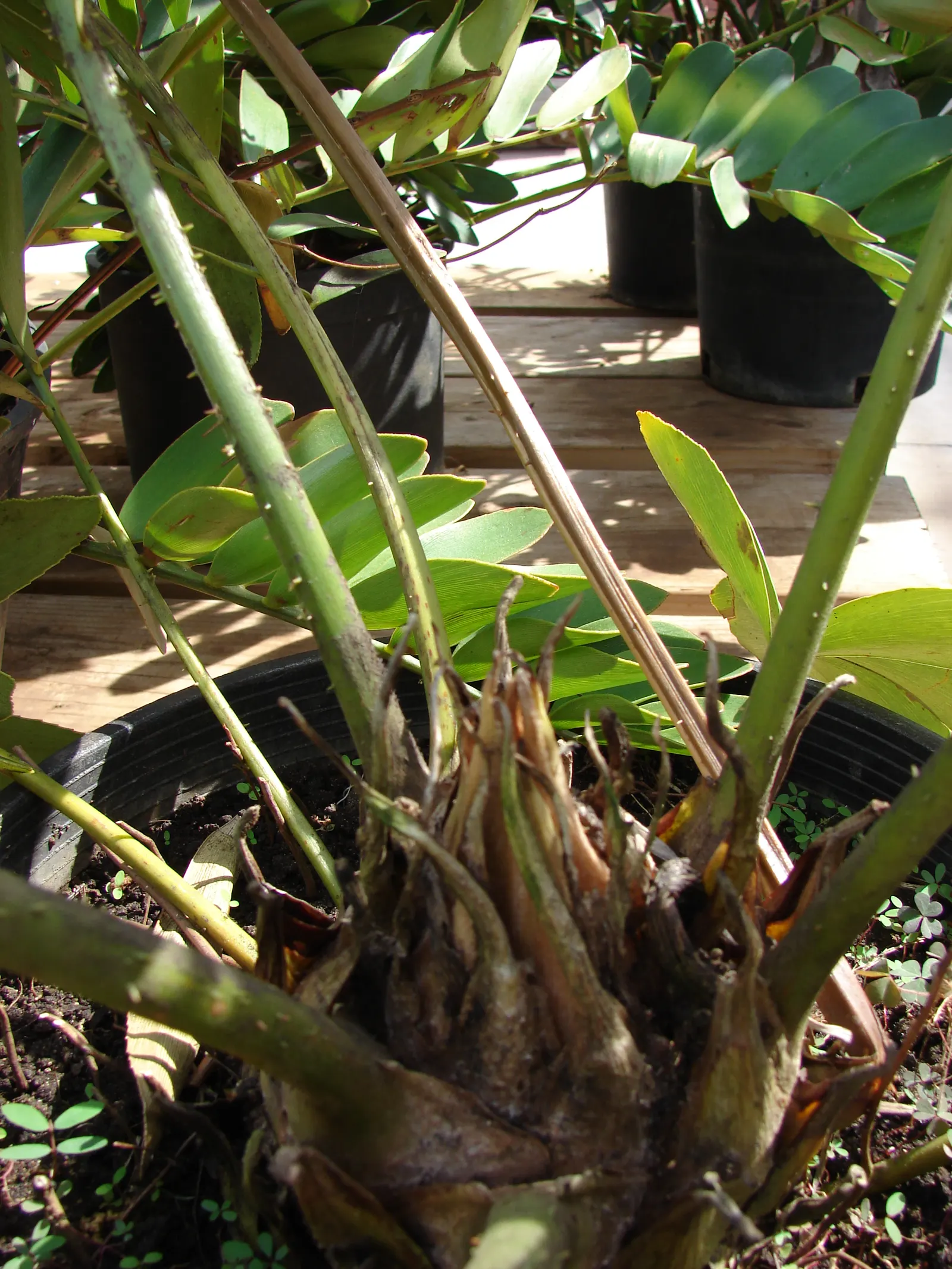 Cardboard Palm (Zamia Furfuracea) — leathery leaves give the plant its common name; reaching heights of 3 to 4 feet with an equal spread, image 69
