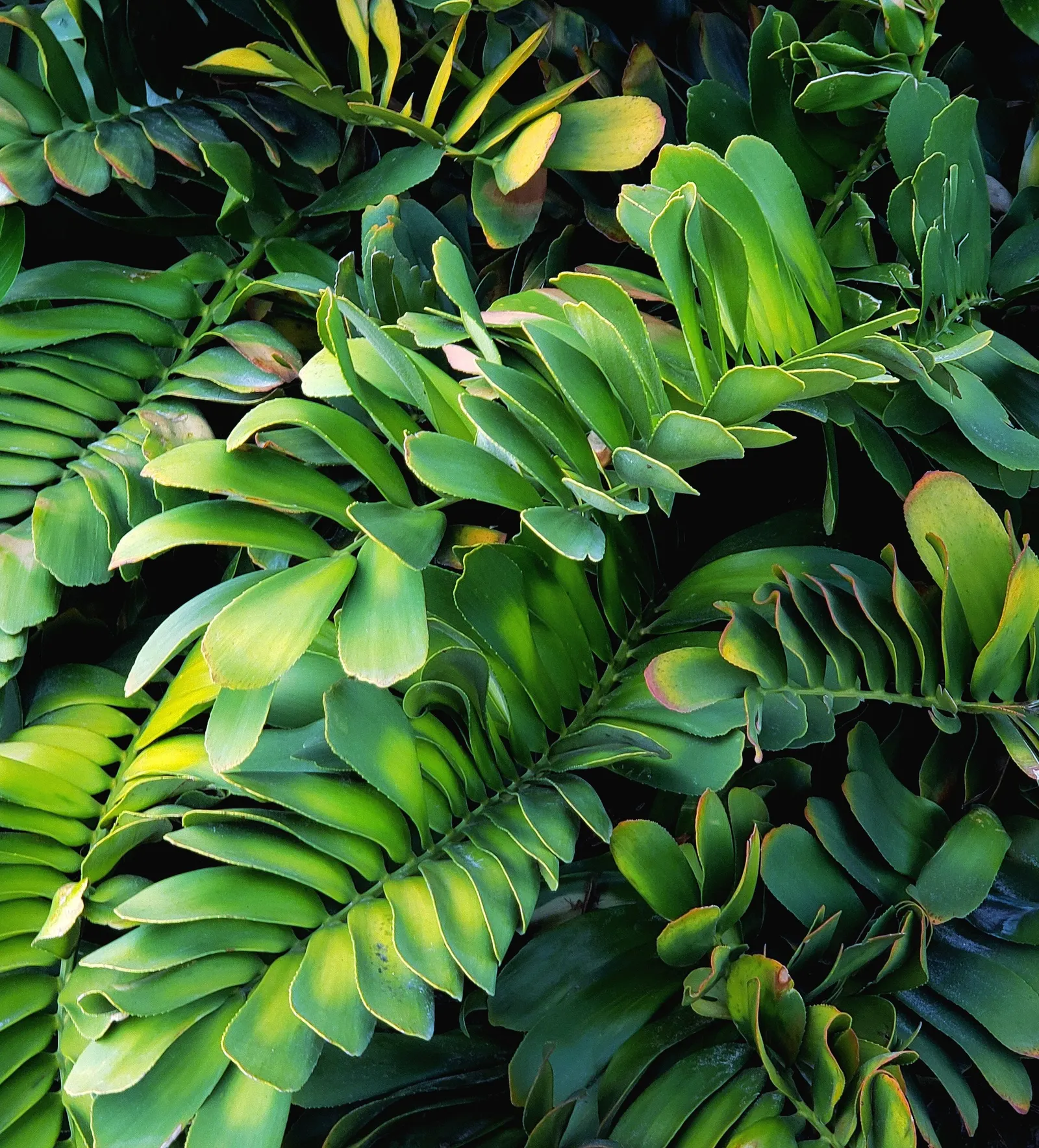 Cardboard Palm (Zamia Furfuracea) — as they have a cardboard-like texture.<br><br>For the client's knowledge; it is important to note that all parts of the