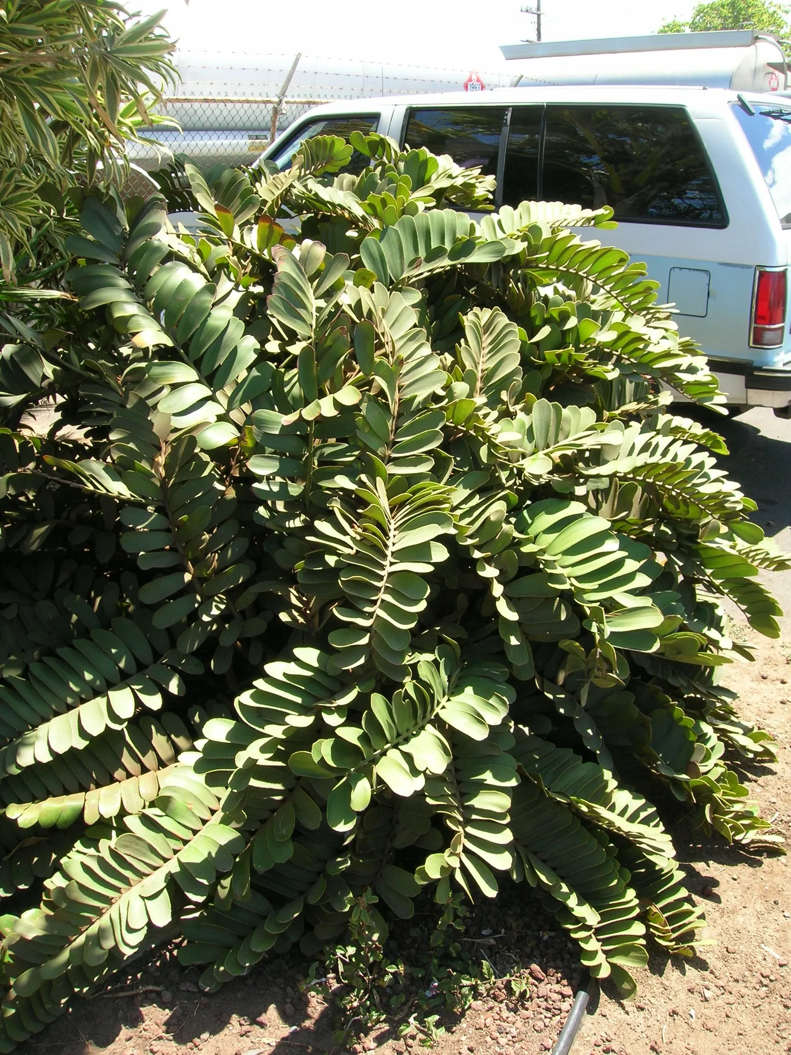 Cardboard Palm (Zamia Furfuracea) — palm for full or half; the colors of the foliage tend to be more vibrant when positioned in bright filtered, image 78