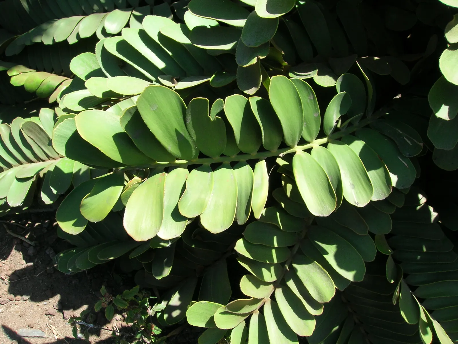 Cardboard Palm (Zamia Furfuracea) — The Cardboard Palm is also relatively low-maintenance; which is a group of ancient