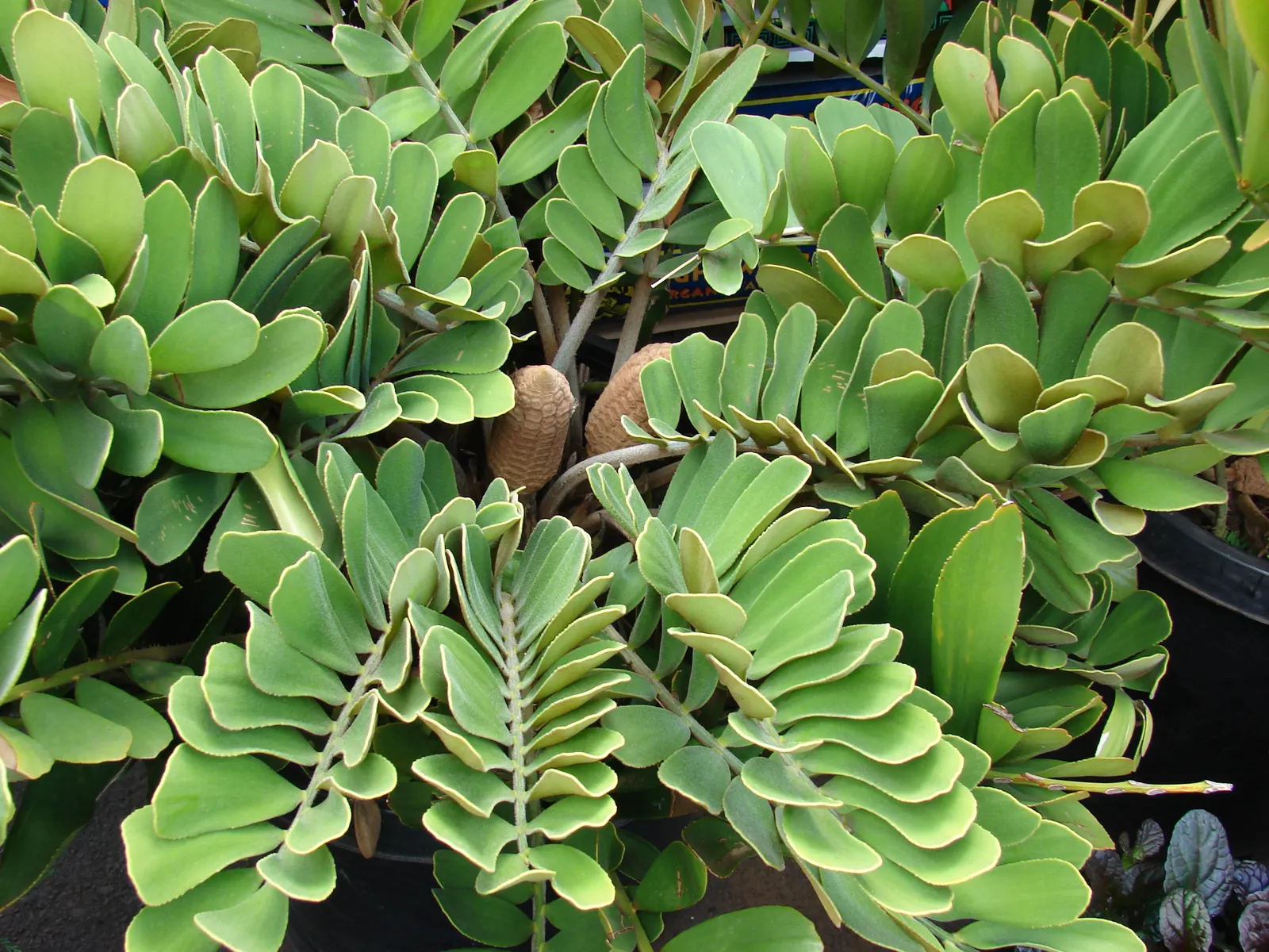 Cardboard Palm (Zamia Furfuracea) — evergreen cycad notable for its leathery; its resilience and moderate size
