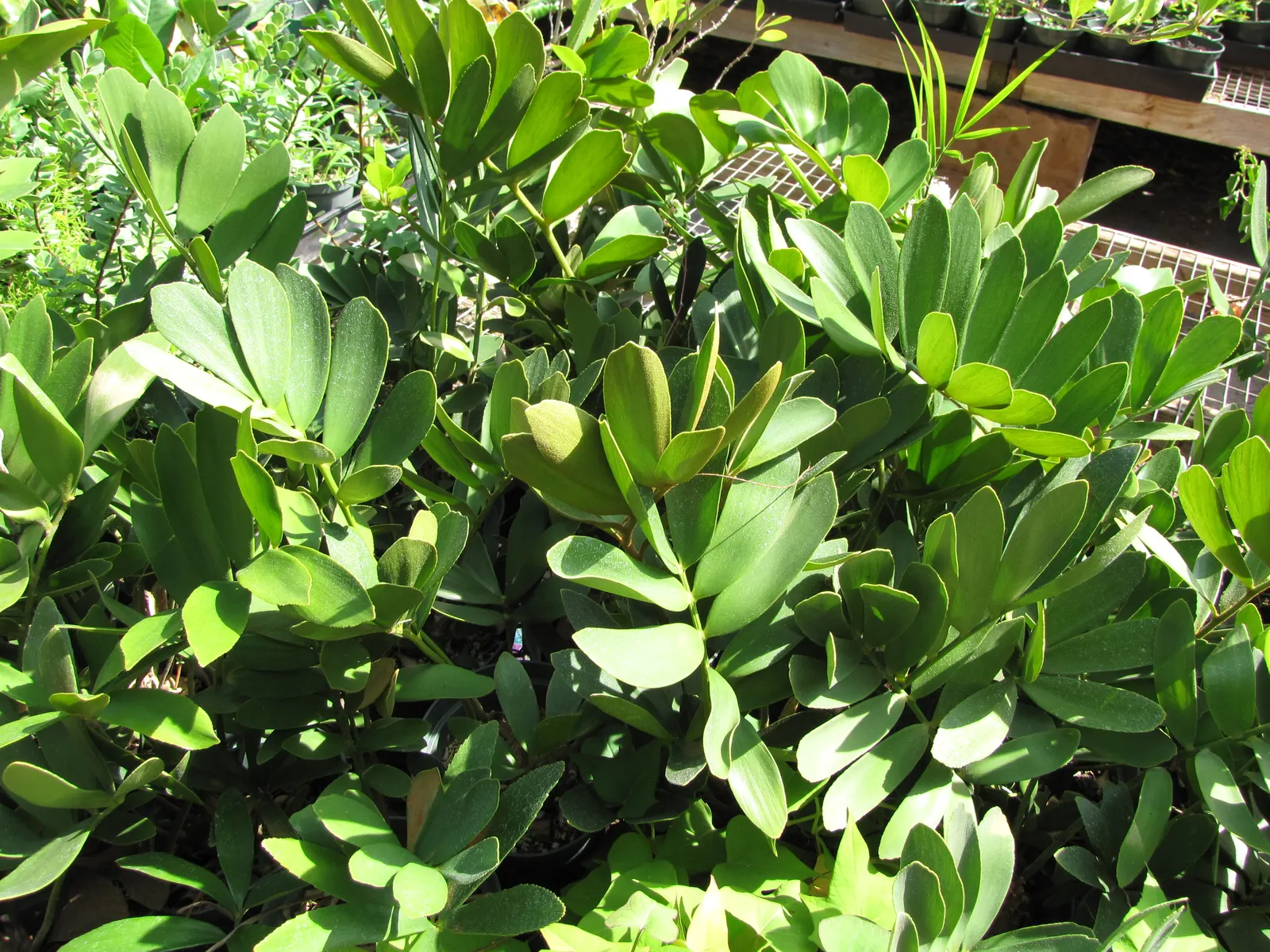 Cardboard Palm (Zamia Furfuracea) — palm for full or half; the colors of the foliage tend to be more vibrant when positioned in bright filtered, image 104