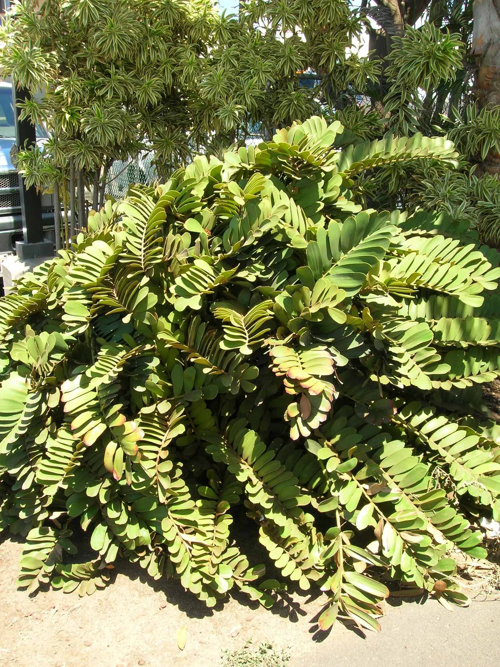 Cardboard Palm (Zamia Furfuracea) — olive-green foliage that radiates from a central trunk; as they have a cardboard-like texture.<br><br>For the, image 81