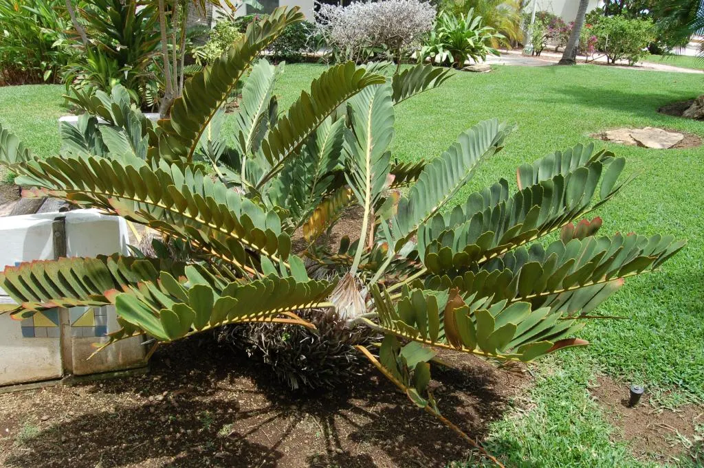 Cardboard Palm (Zamia Furfuracea) — olive-green leaves are pinnate and can span up to 3 feet long; the Cardboard Palm is also relatively, image 67