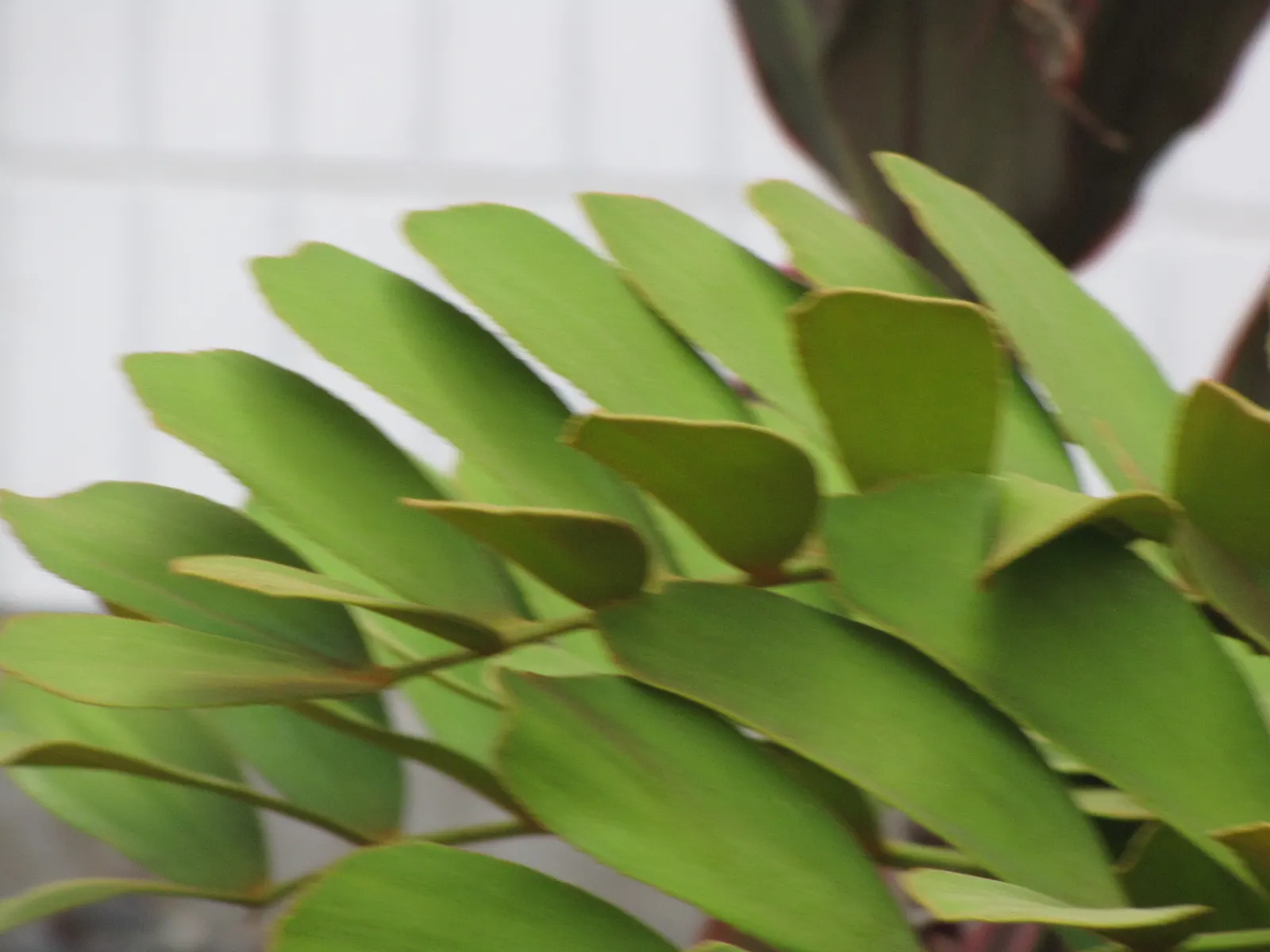Cardboard Palm (Zamia Furfuracea) — leathery leaves give the plant its common name; reaching heights of 3 to 4 feet with an equal spread, image 95