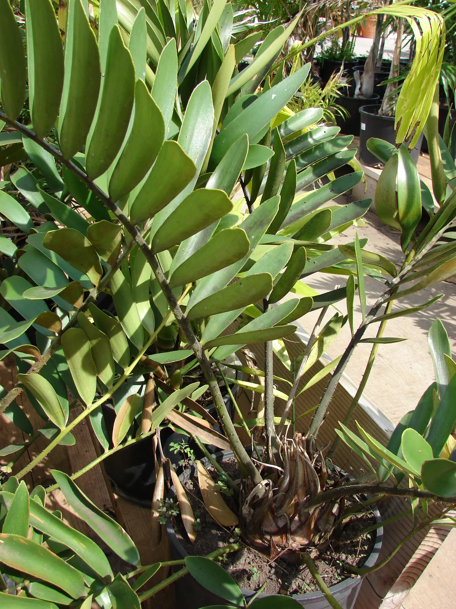 Cardboard Palm (Zamia Furfuracea) — it is important to note that all parts of the Zamia furfuracea are toxic if ingested