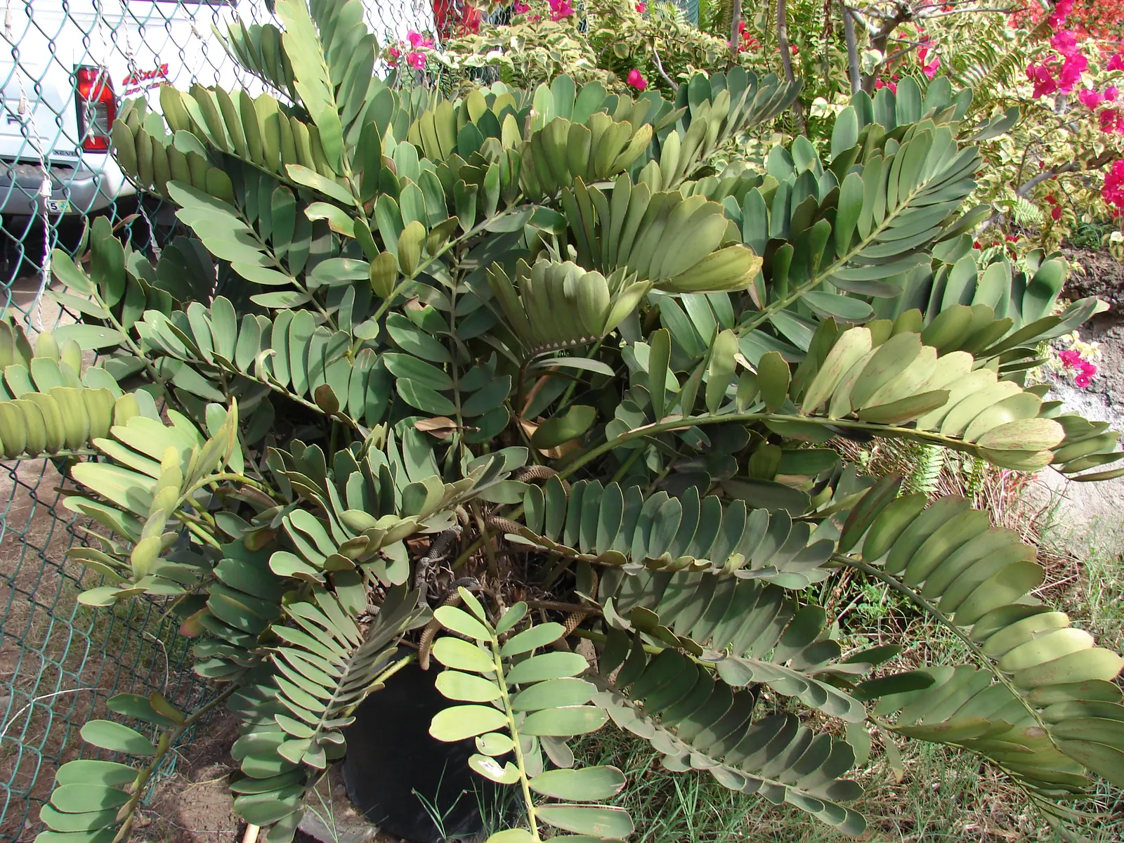 Cardboard Palm (Zamia Furfuracea) — it is important to note that all parts of the Zamia furfuracea are toxic if ingested; palm for full or half
