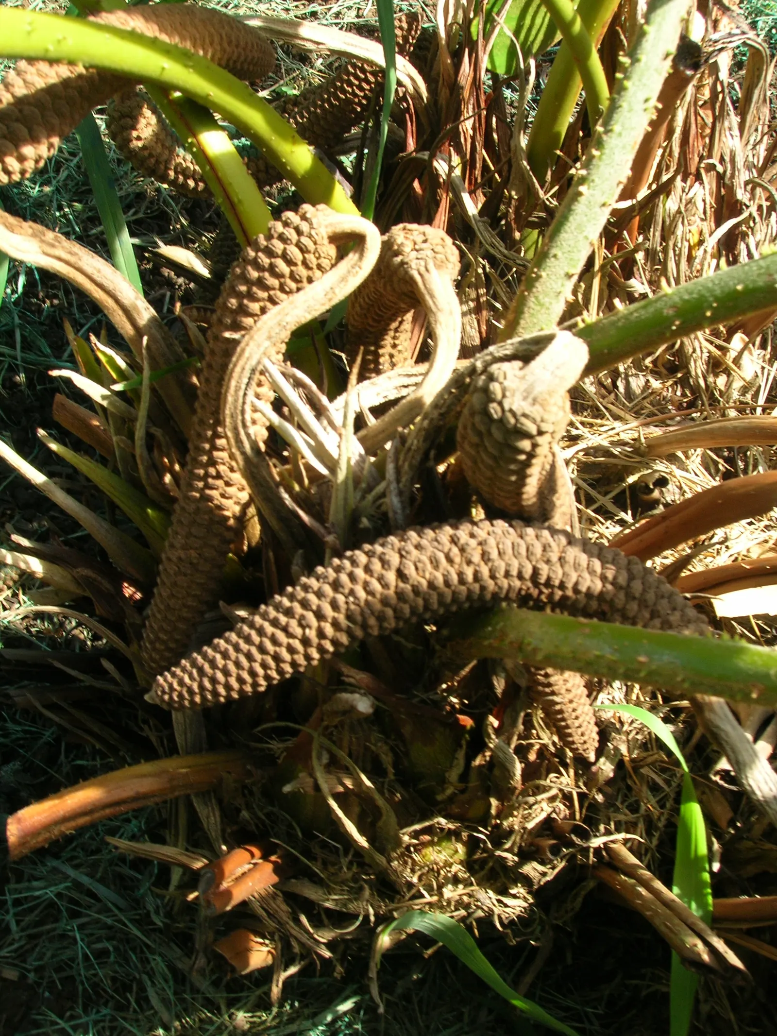 Cardboard Palm (Zamia Furfuracea) — leathery leaves give the plant its common name