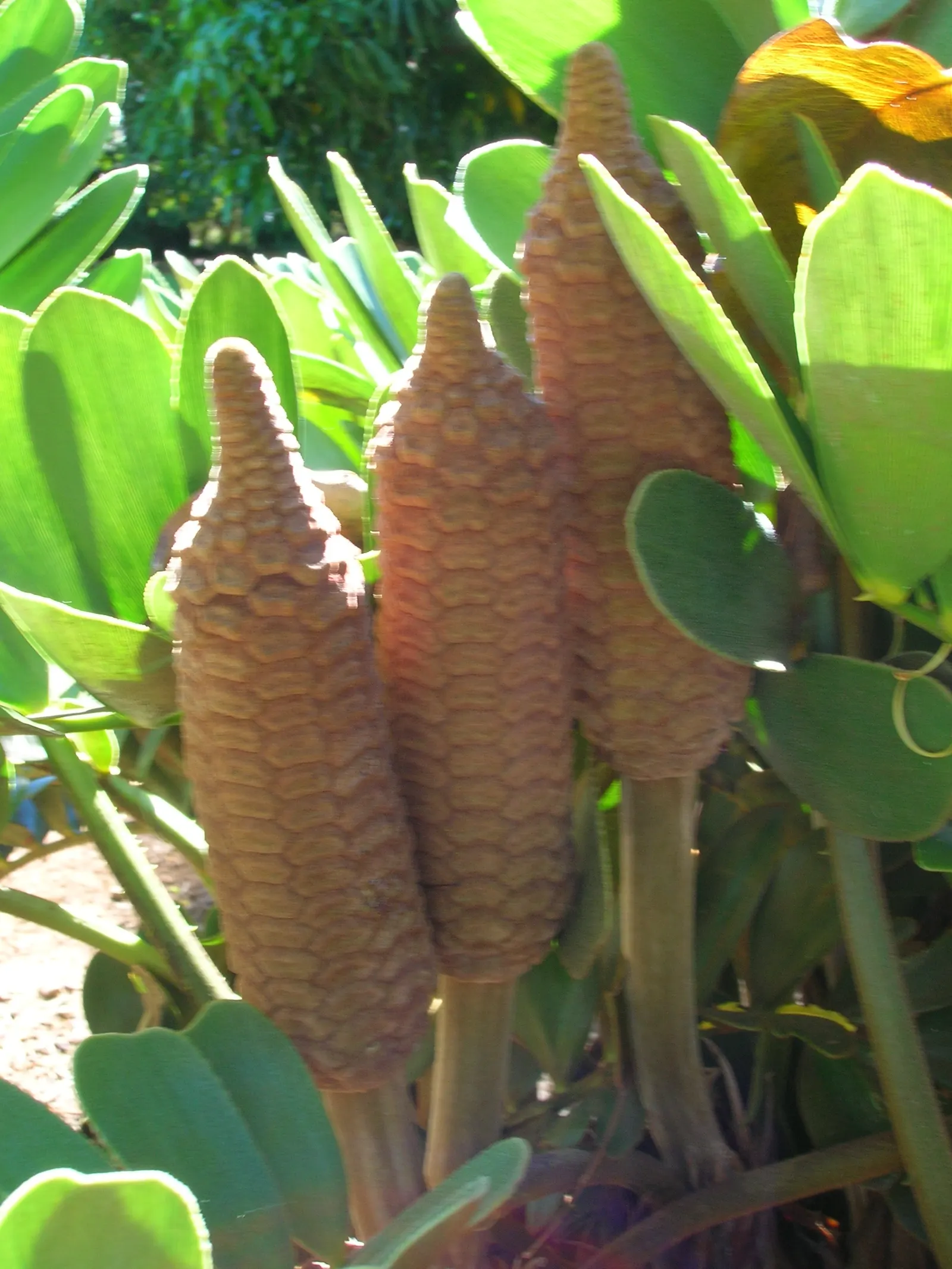 Cardboard Palm (Zamia Furfuracea) — is not a true palm but a cycad