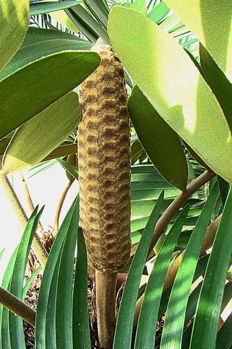 Cardboard Palm (Zamia Furfuracea) — and is an excellent choice for adding a prehistoric or tropical touch to the garden layout; presenting a lush rosette