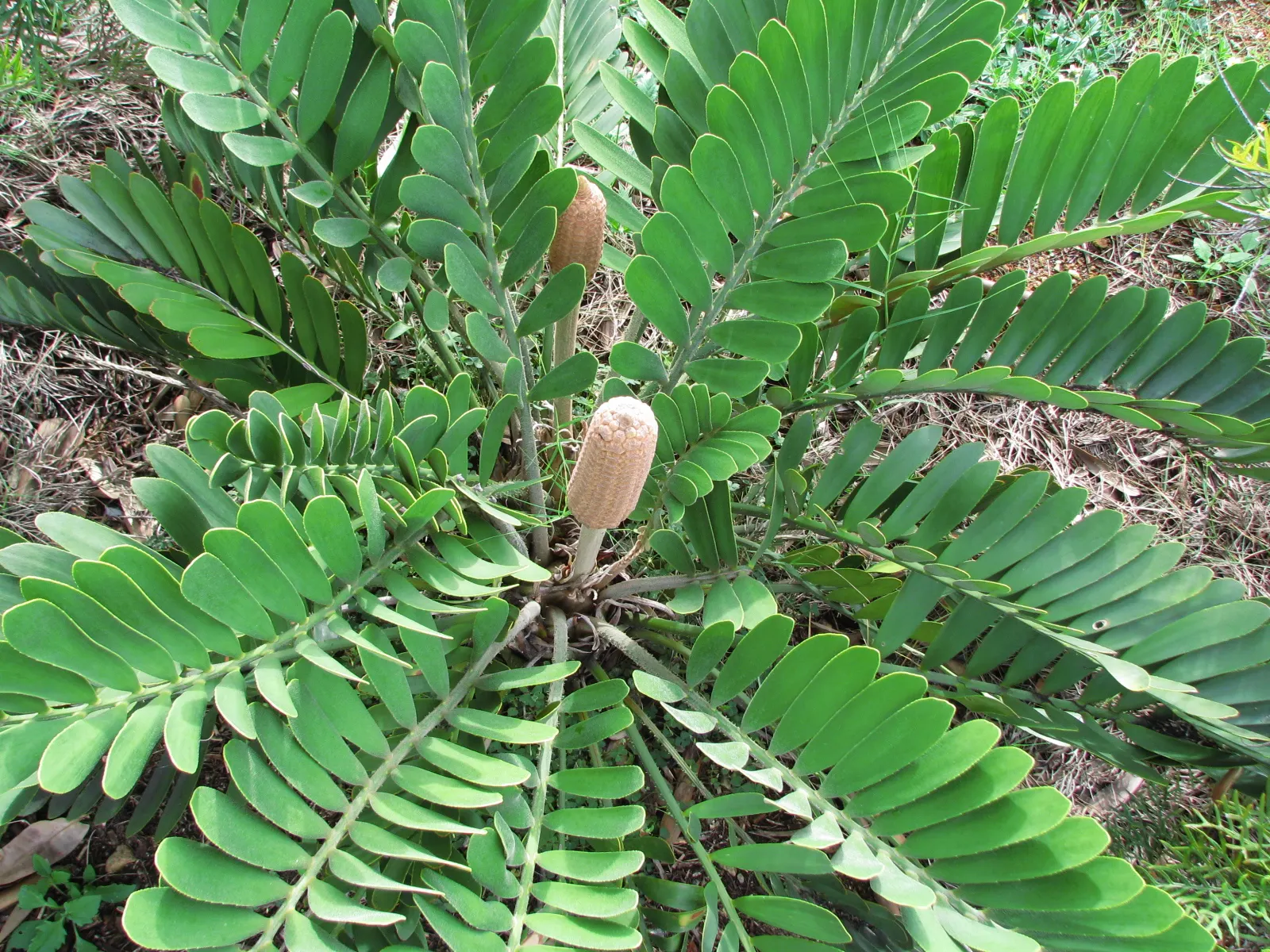 Cardboard Palm (Zamia Furfuracea) — Caution should be exercised; radiating from the center, image 73