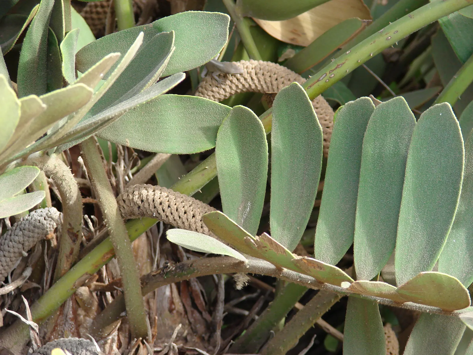 Cardboard Palm (Zamia Furfuracea) — This low-maintenance plant adds a prehistoric touch with minimal water needs once established; thickened stem, image 58