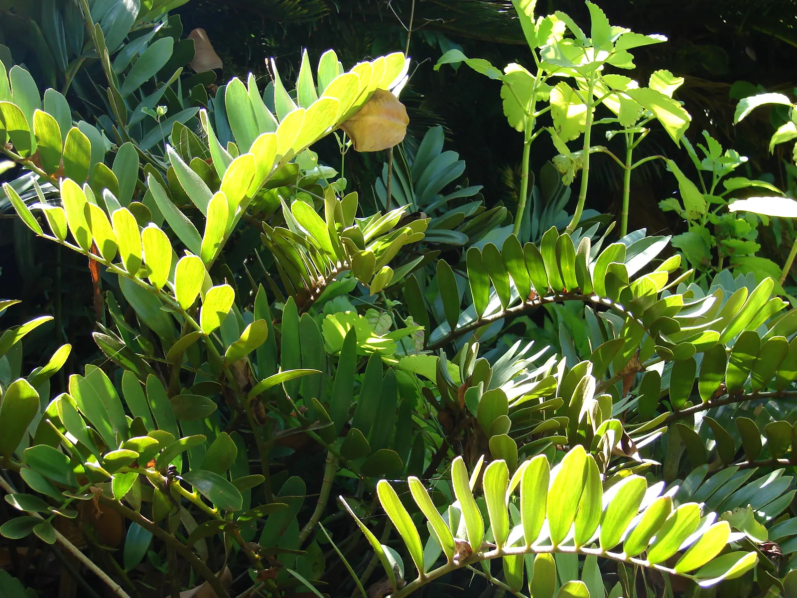 Cardboard Palm (Zamia Furfuracea) — palm for full or half