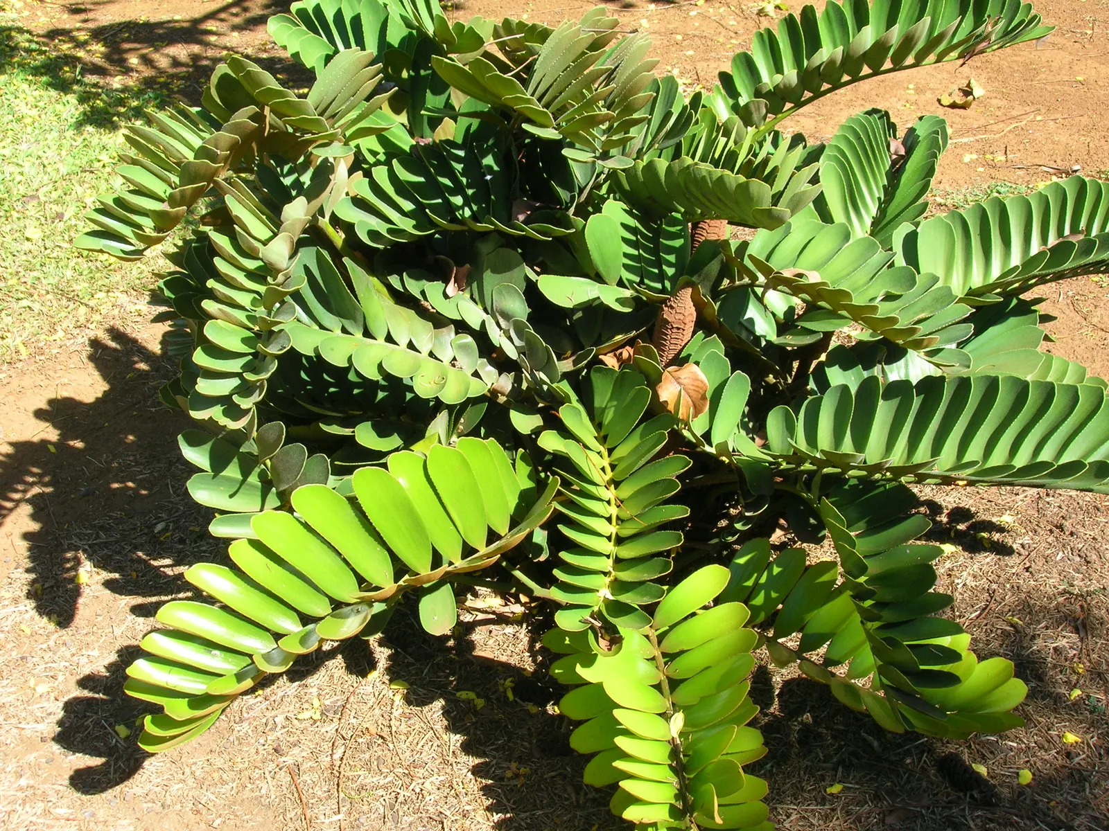 Cardboard Palm (Zamia Furfuracea) — reaching heights of 3 to 4 feet with an equal spread; olive-green foliage that radiates from a central trunk, image 64