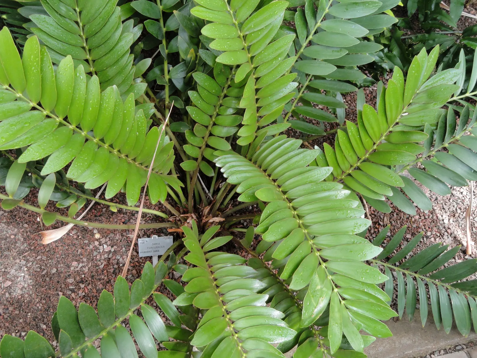 Cardboard Palm (Zamia Furfuracea) — The Cardboard Palm is also relatively low-maintenance; which is a group of ancient, image 102