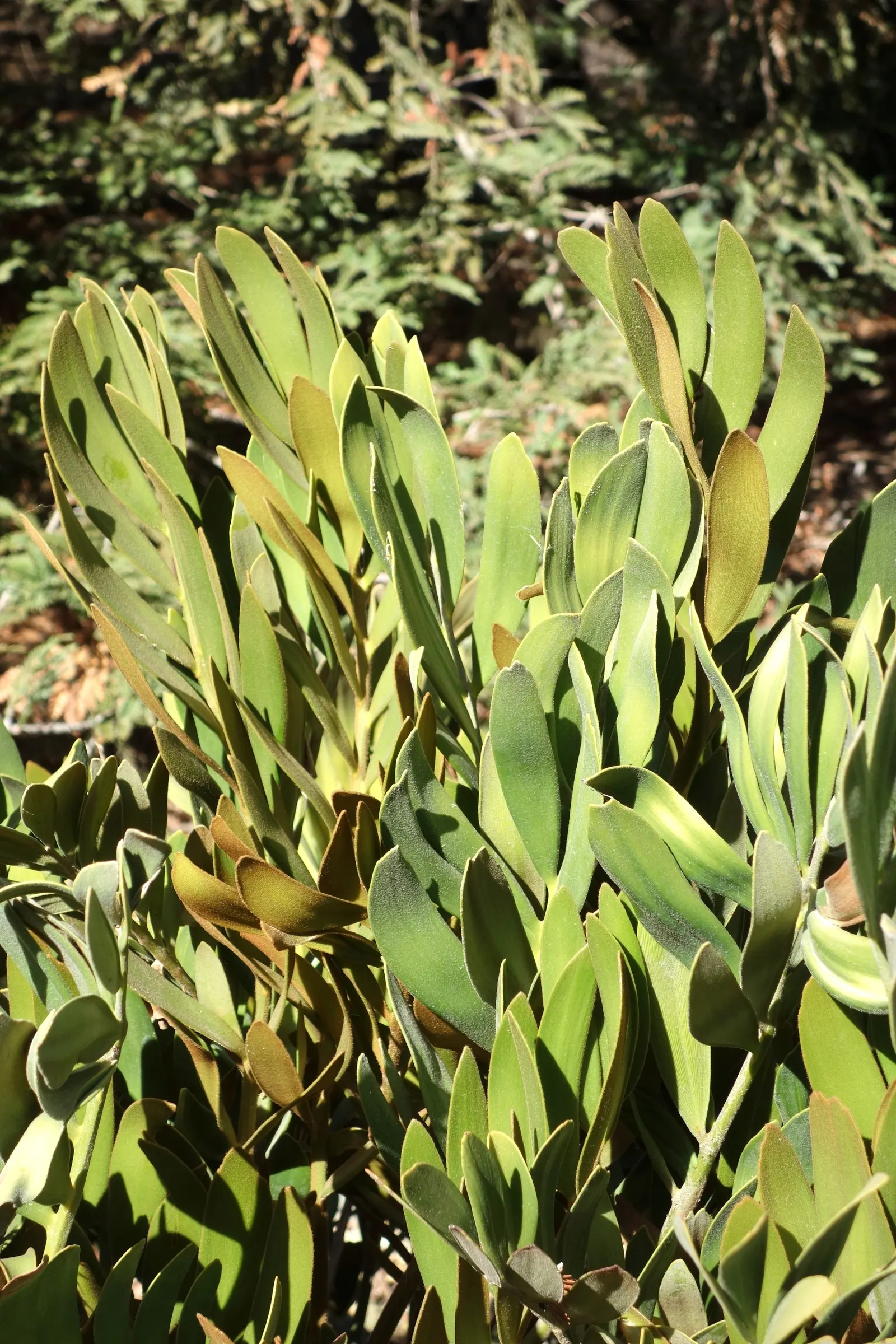 Cardboard Palm (Zamia Furfuracea) — as they have a cardboard-like texture.<br><br>For the client's knowledge; it is important to note that all, image 96