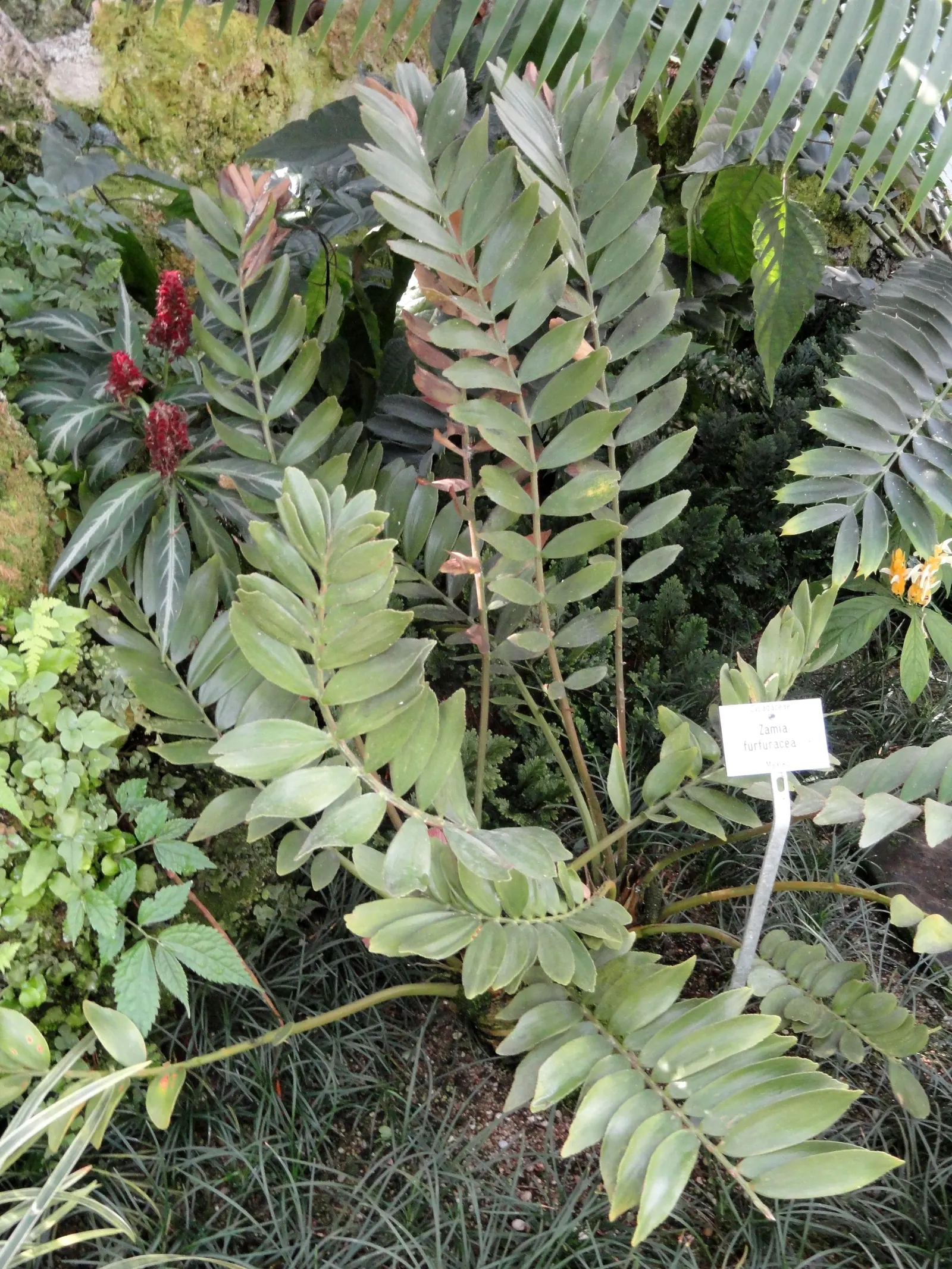 Cardboard Palm (Zamia Furfuracea) — olive-green foliage that radiates from a central trunk