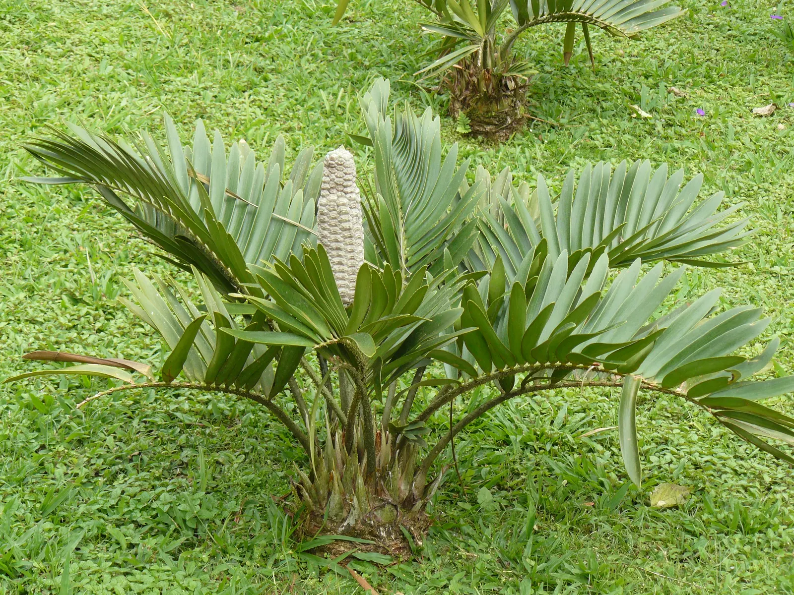 Cardboard Palm (Zamia Furfuracea) — Mature specimens reach up to 3-4 ft in height and width, with leaves extending up to 3 ft long; and is an excellent choice