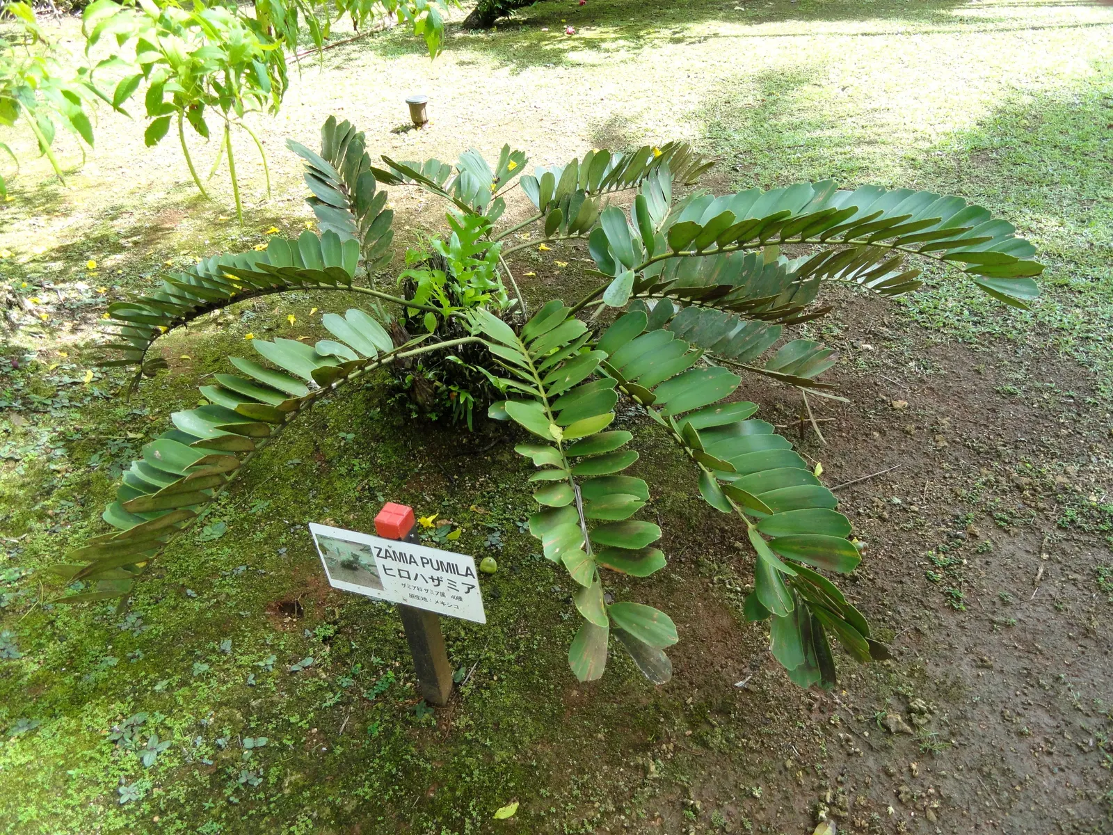 Cardboard Palm (Zamia Furfuracea) — olive-green leaves are pinnate and can span up to 3 feet long; the Cardboard Palm is also relatively low-maintenance