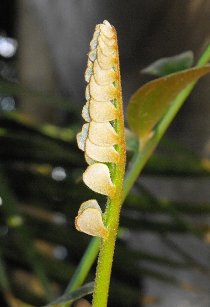 Cardboard Palm (Zamia Furfuracea) — Its resilience and moderate size
