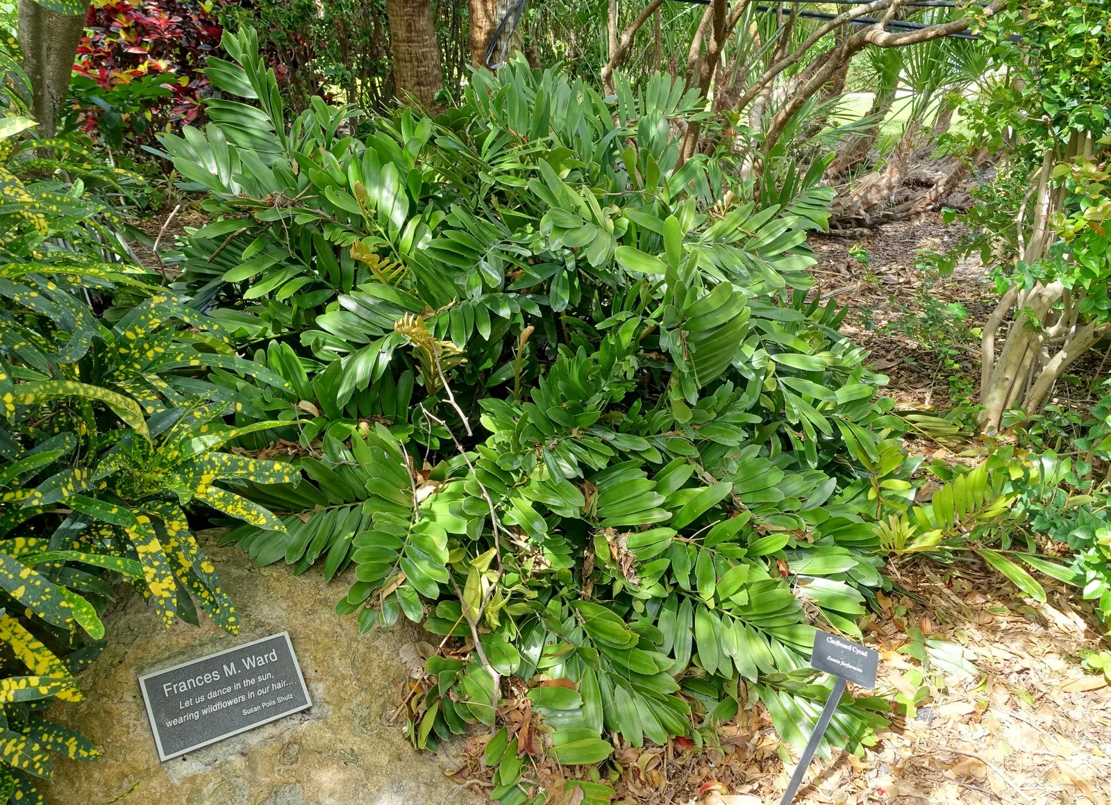 Cardboard Palm (Zamia Furfuracea) — While it prospers in partial shade to full sunlight