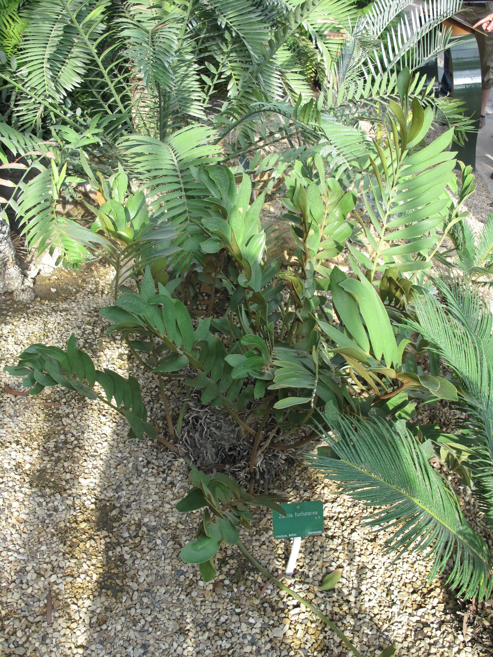 Cardboard Palm (Zamia Furfuracea) — Its resilience and moderate size; while it prospers in partial shade to full sunlight, image 63