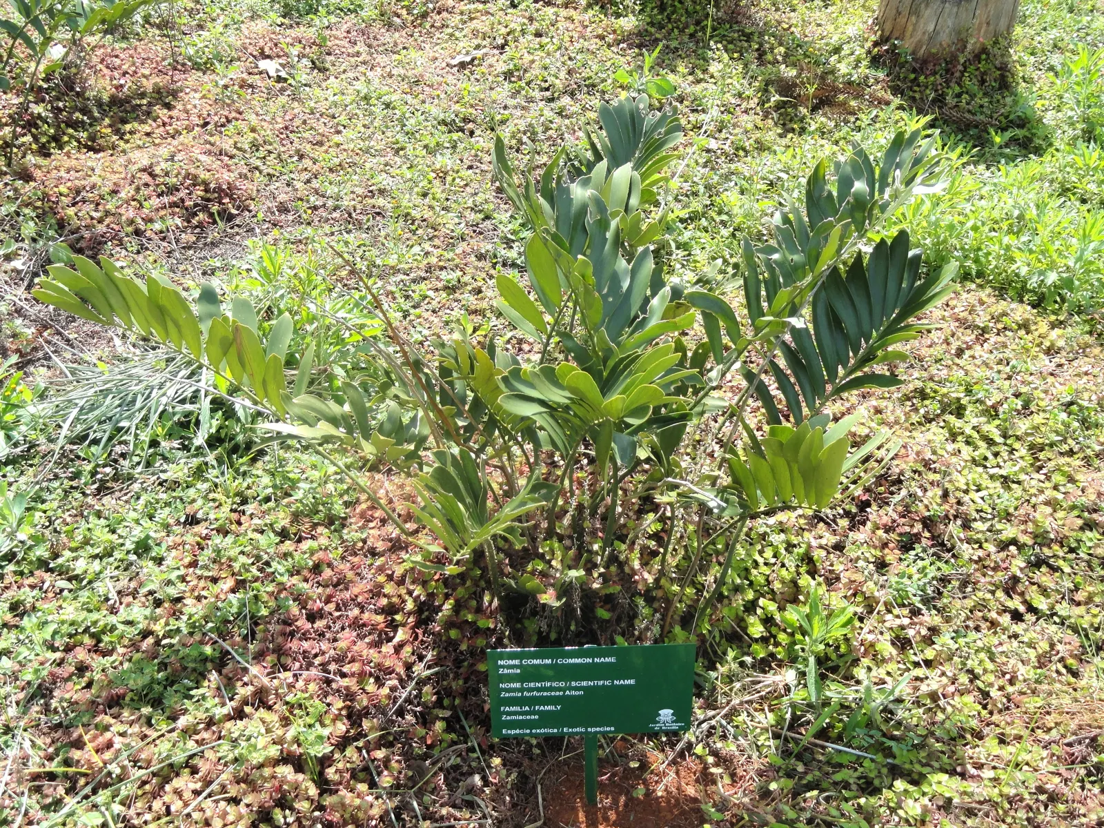 Cardboard Palm (Zamia Furfuracea) — olive-green foliage that radiates from a central trunk; as they have a cardboard-like texture.<br><br>For the, image 55