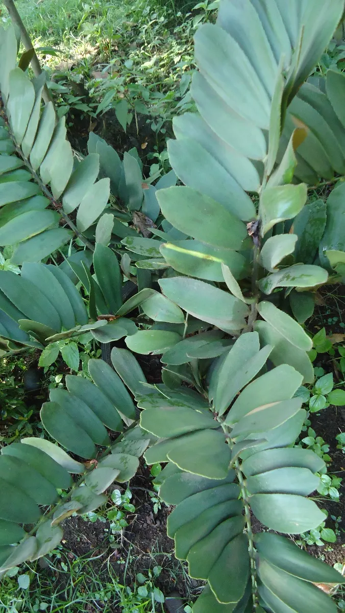 Cardboard Palm (Zamia Furfuracea) — Ideal for USDA zones 9-11, it thrives in well-drained soil and partial shade to full sun; this low-maintenance plant adds a