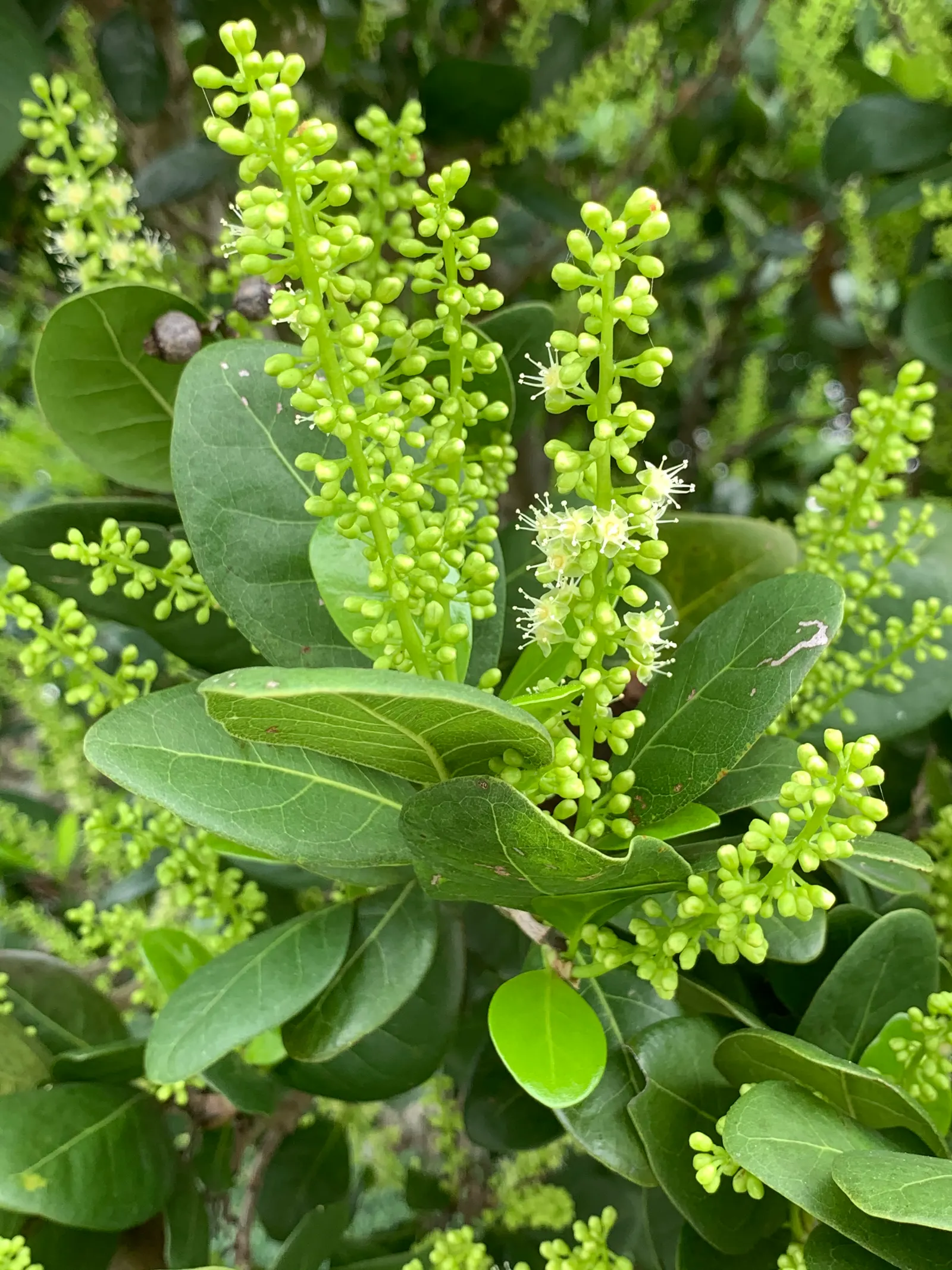 Pigeon Plum (Coccoloba Diversifolia) — Small white flowers and purplish-black fruits attract wildlife