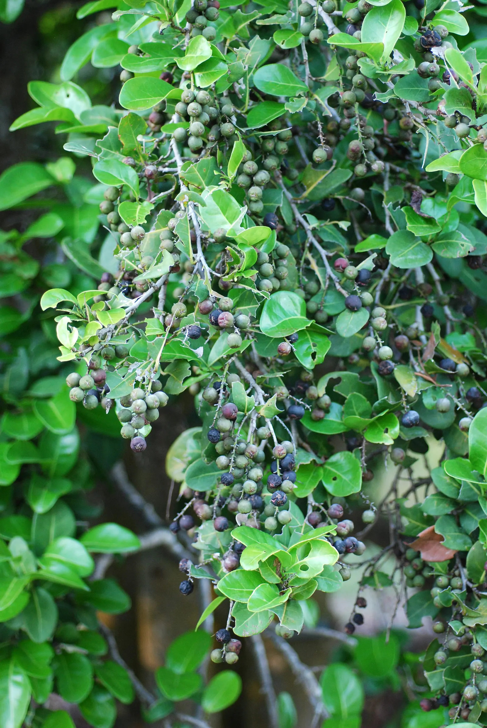 Pigeon Plum (Coccoloba Diversifolia) — scientifically known as Coccoloba diversifolia